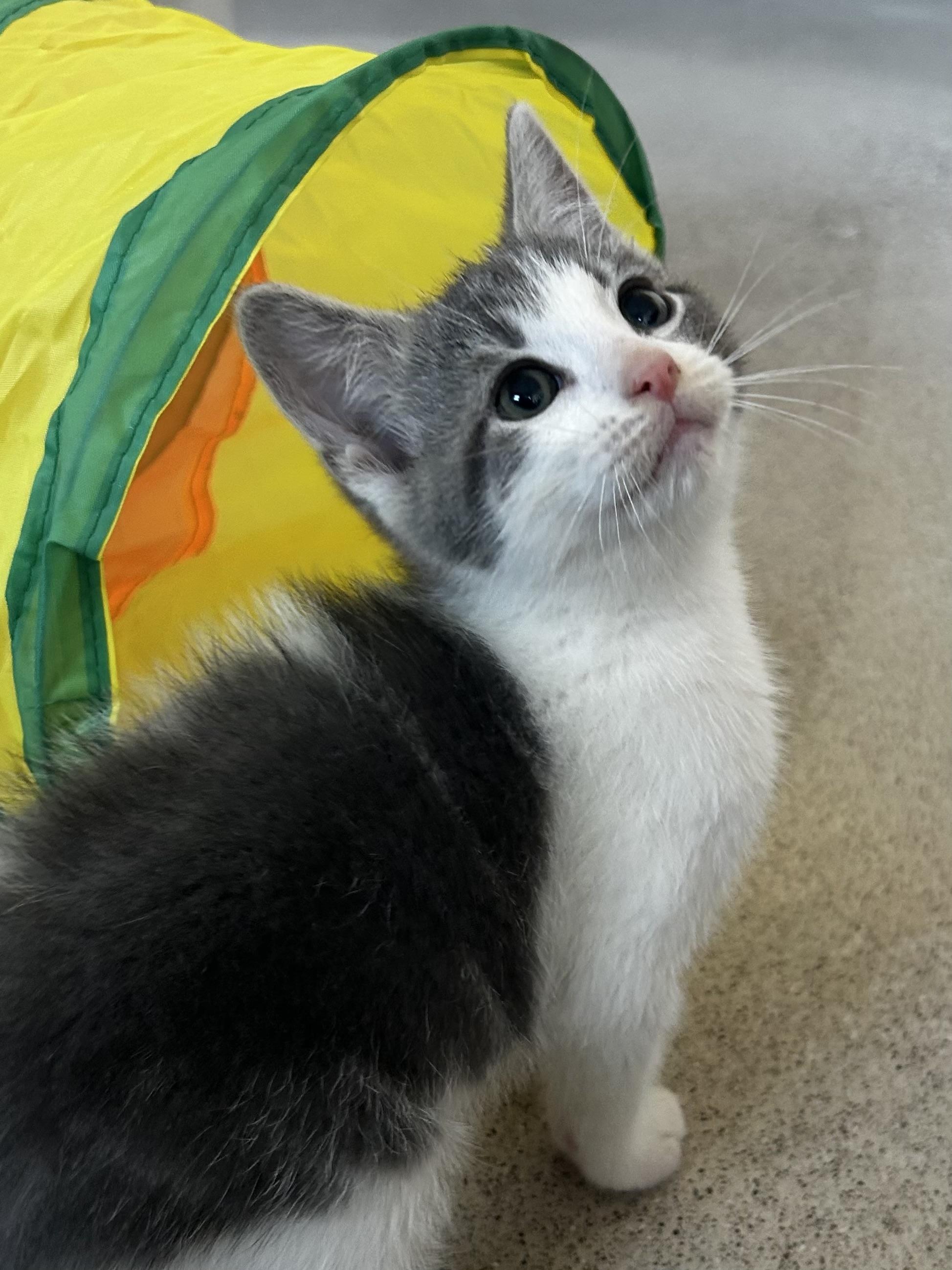Mist, Adoptable, Kitten Male Domestic Medium Hair.