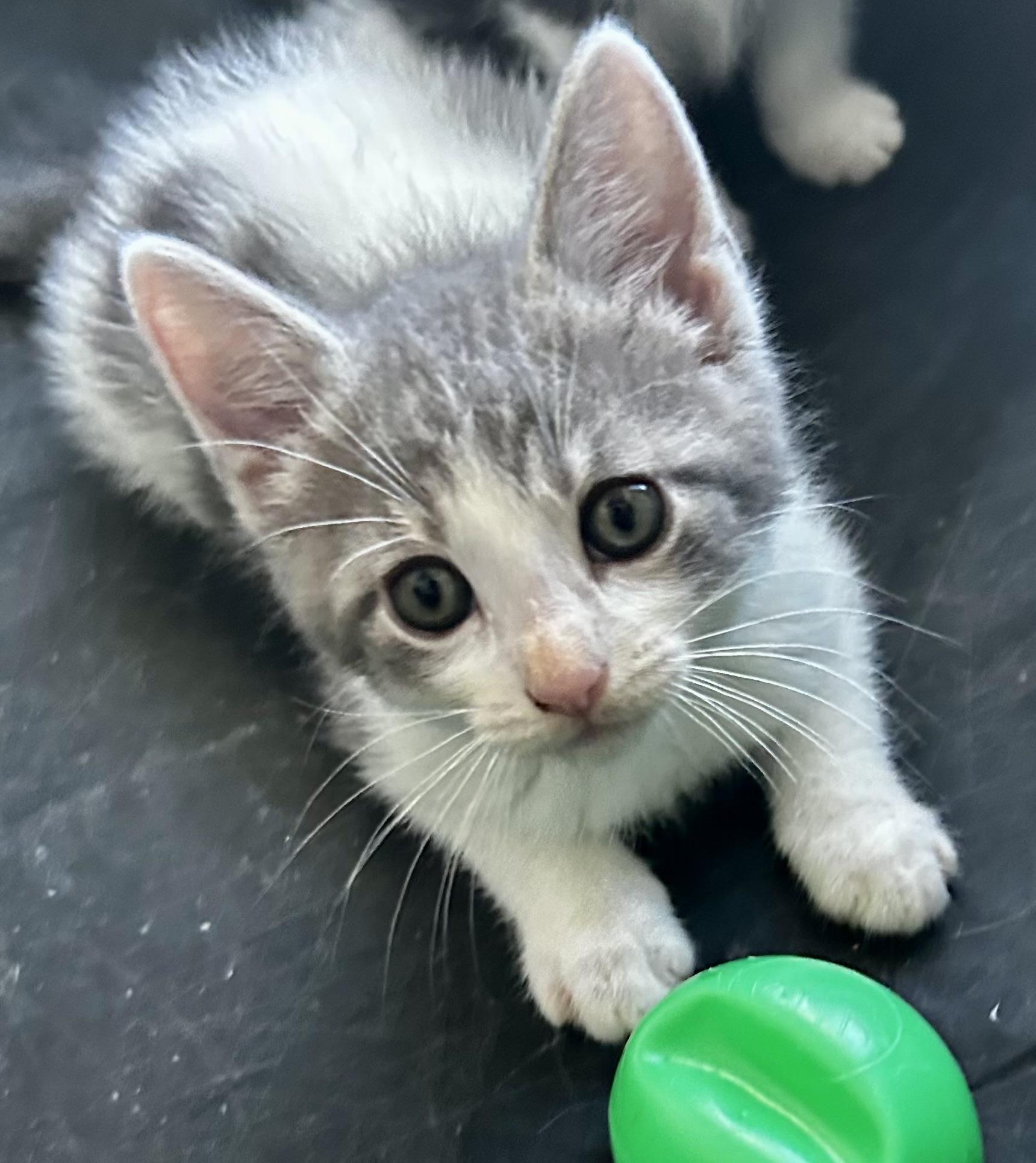 Enlarge Mist, a Adoptable Domestic Medium Hair in Sandusky, MI image 3/3