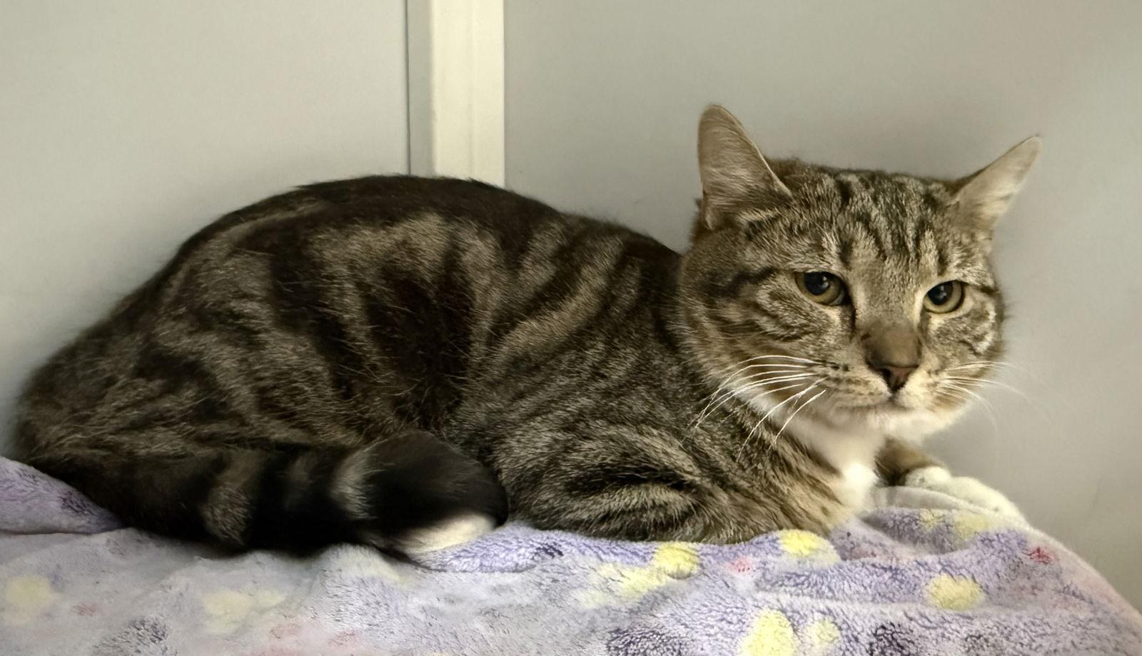 Gracie, Adoptable, Young Female Tabby.