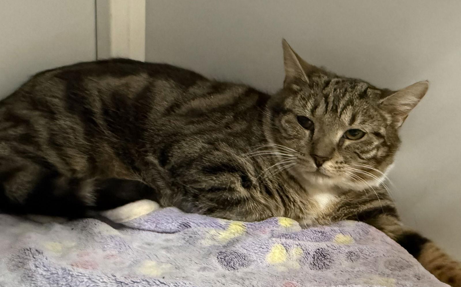 Enlarge Gracie, a Adoptable Tabby in Alexandria, VA image 2/2