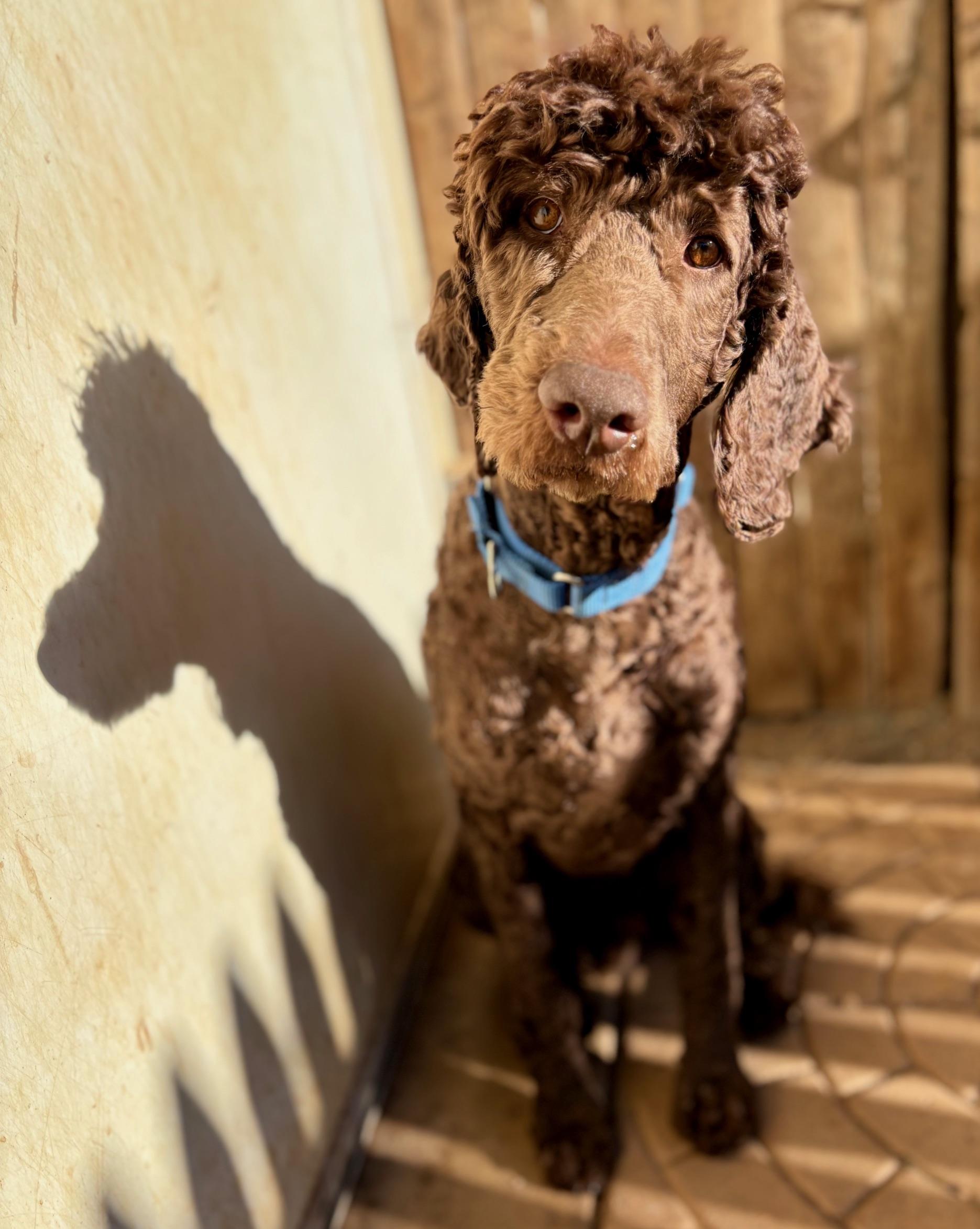 Enlarge Boomer, a ADOPTABLE Standard Poodle in Catlett, VA image 4/6