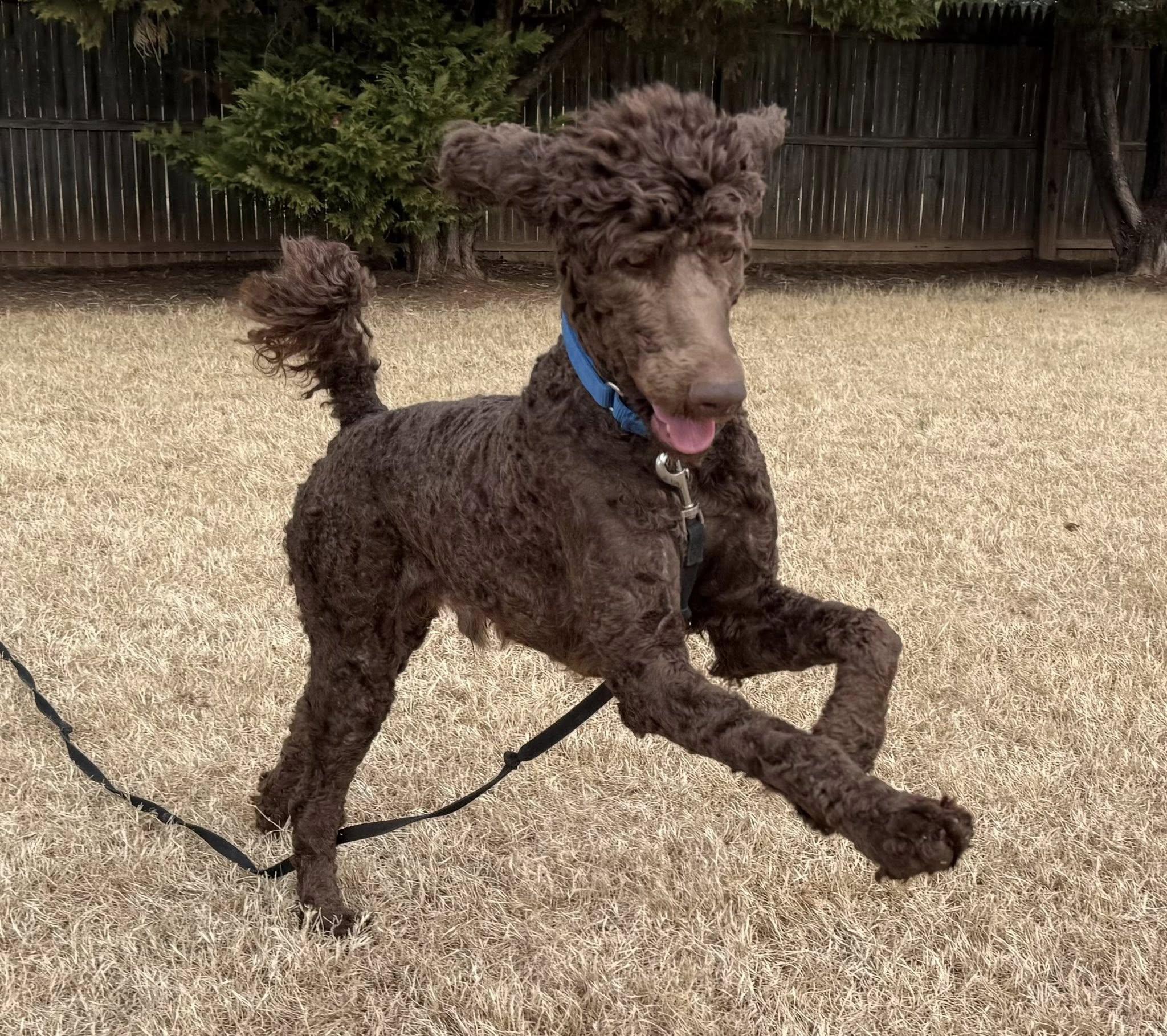 Enlarge Boomer, a ADOPTABLE Standard Poodle in Catlett, VA image 2/6