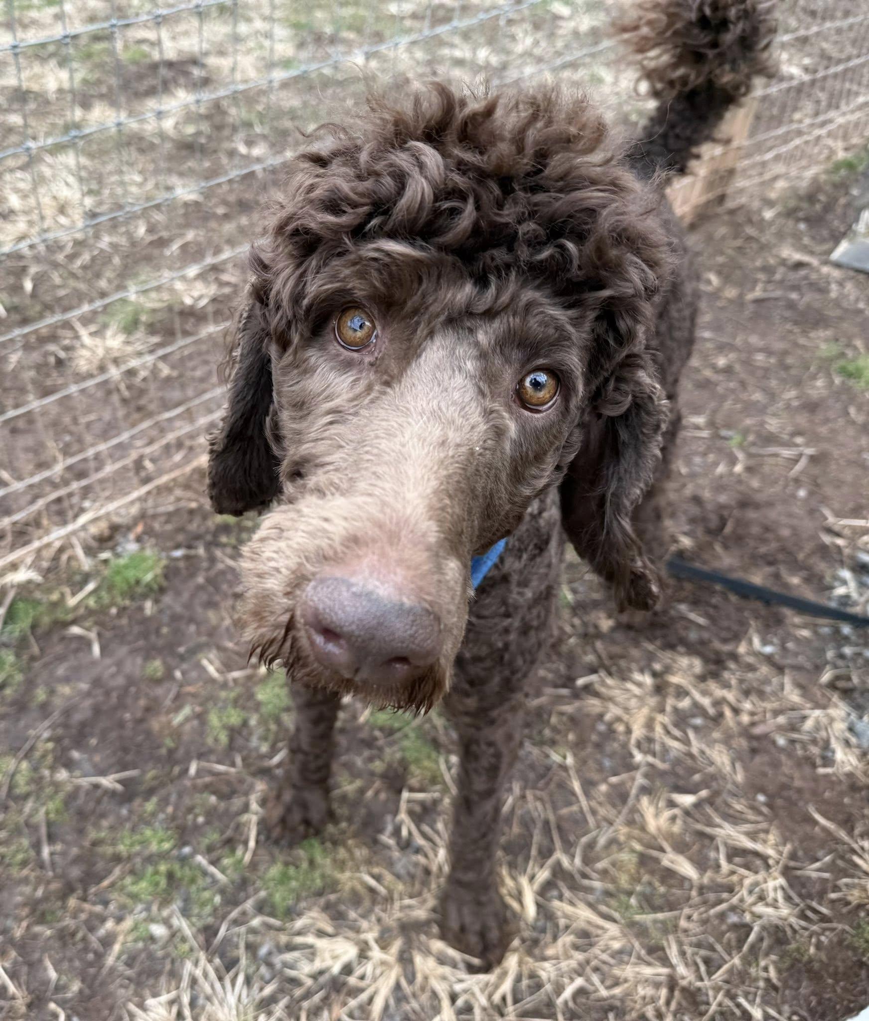 Enlarge Boomer, a ADOPTABLE Standard Poodle in Catlett, VA image 5/6