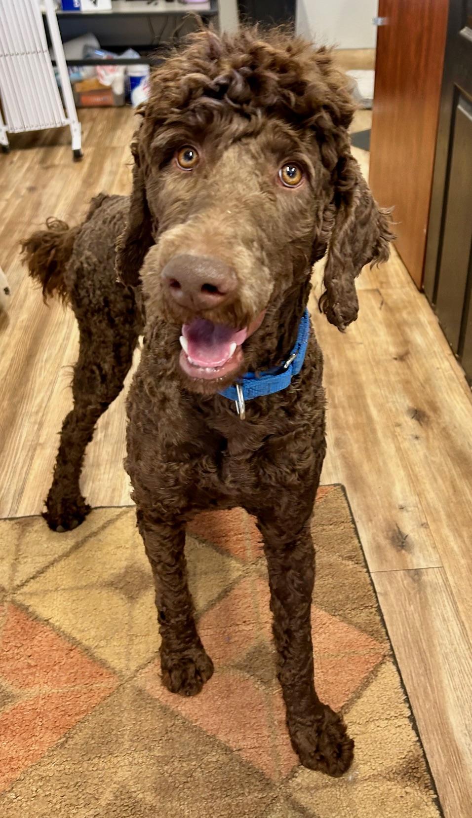Boomer, ADOPTABLE, Young Male Standard Poodle.