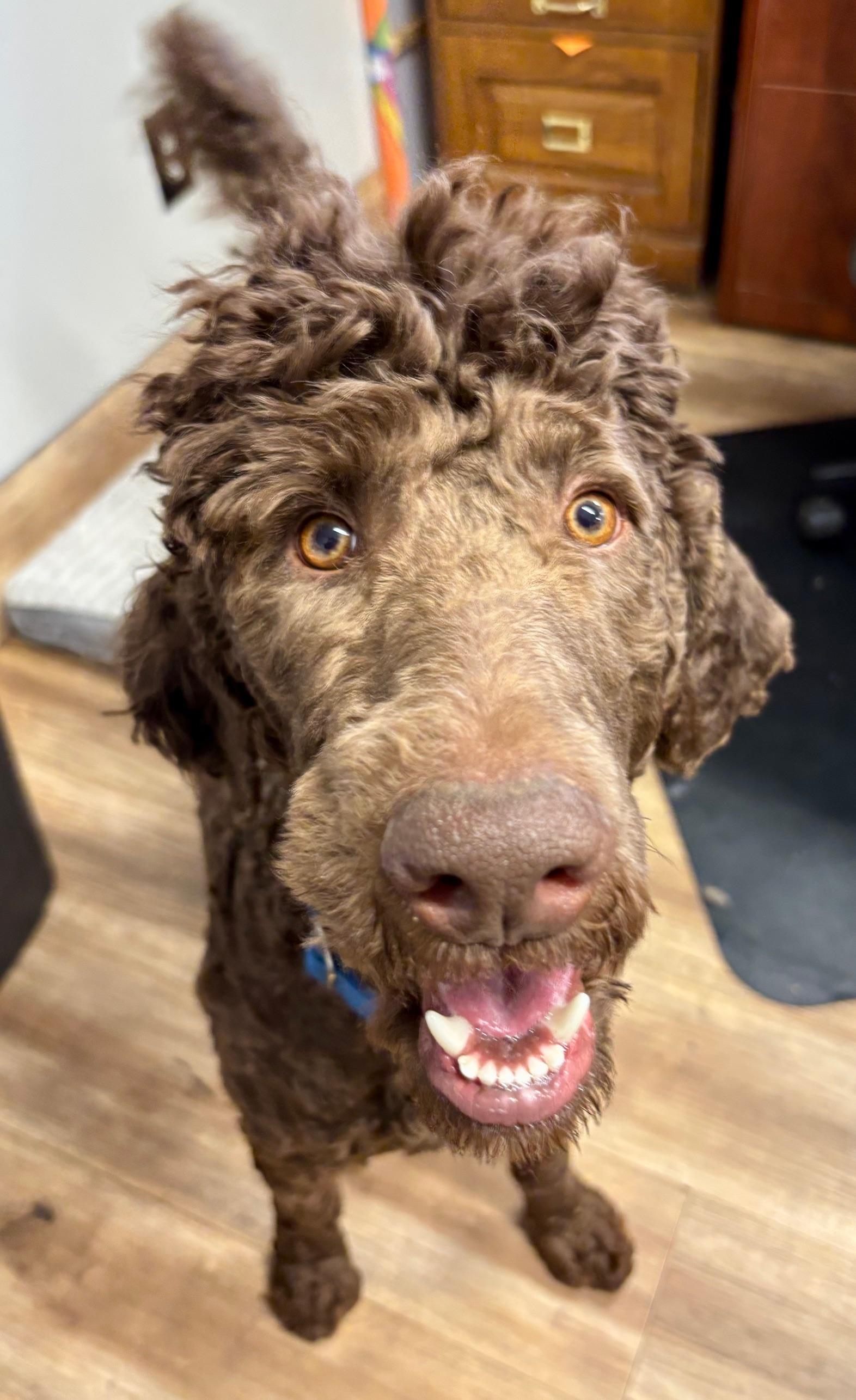 Enlarge Boomer, a ADOPTABLE Standard Poodle in Catlett, VA image 3/6