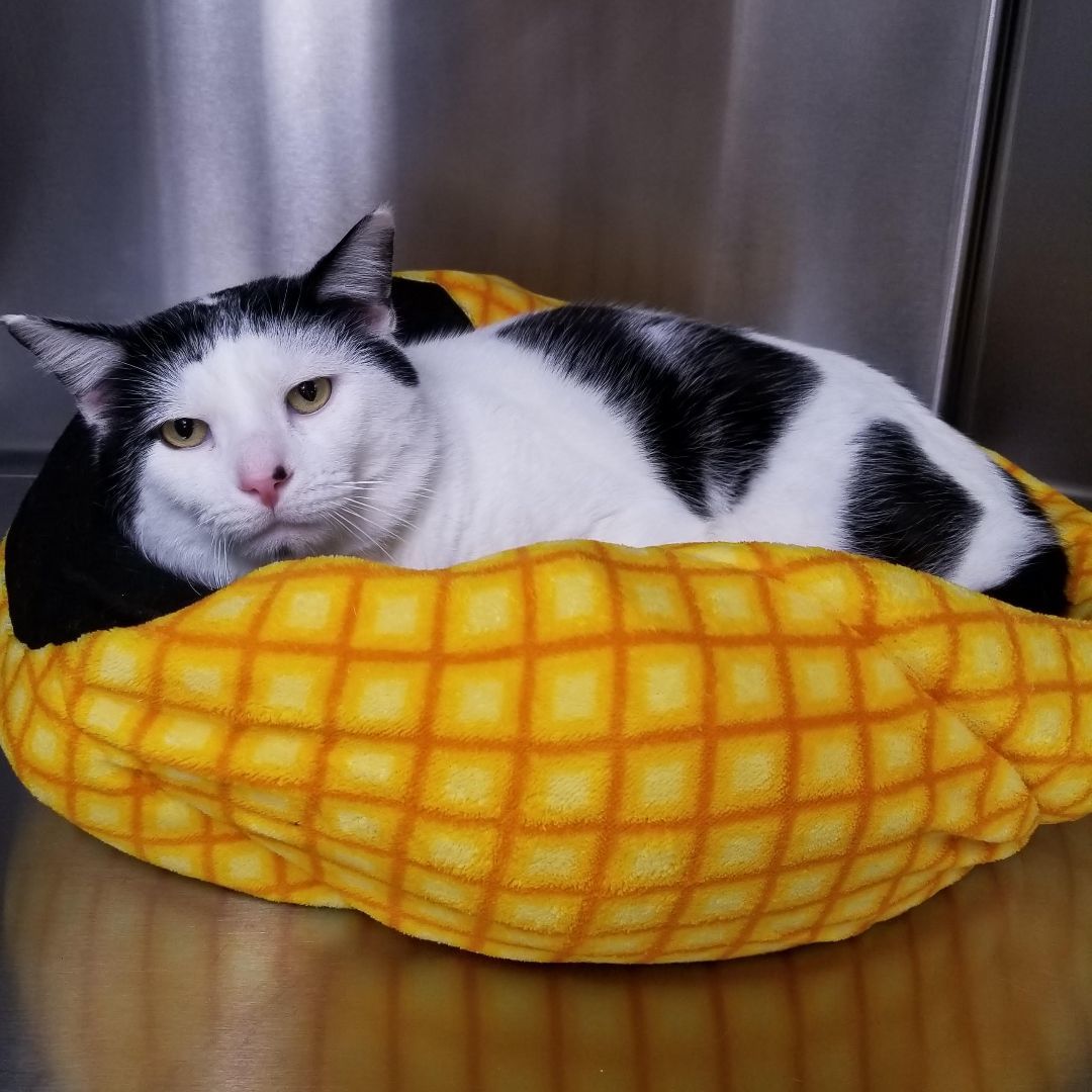 Mistletoe, a Adoptable Domestic Short Hair in Seneca, PA image 3/5