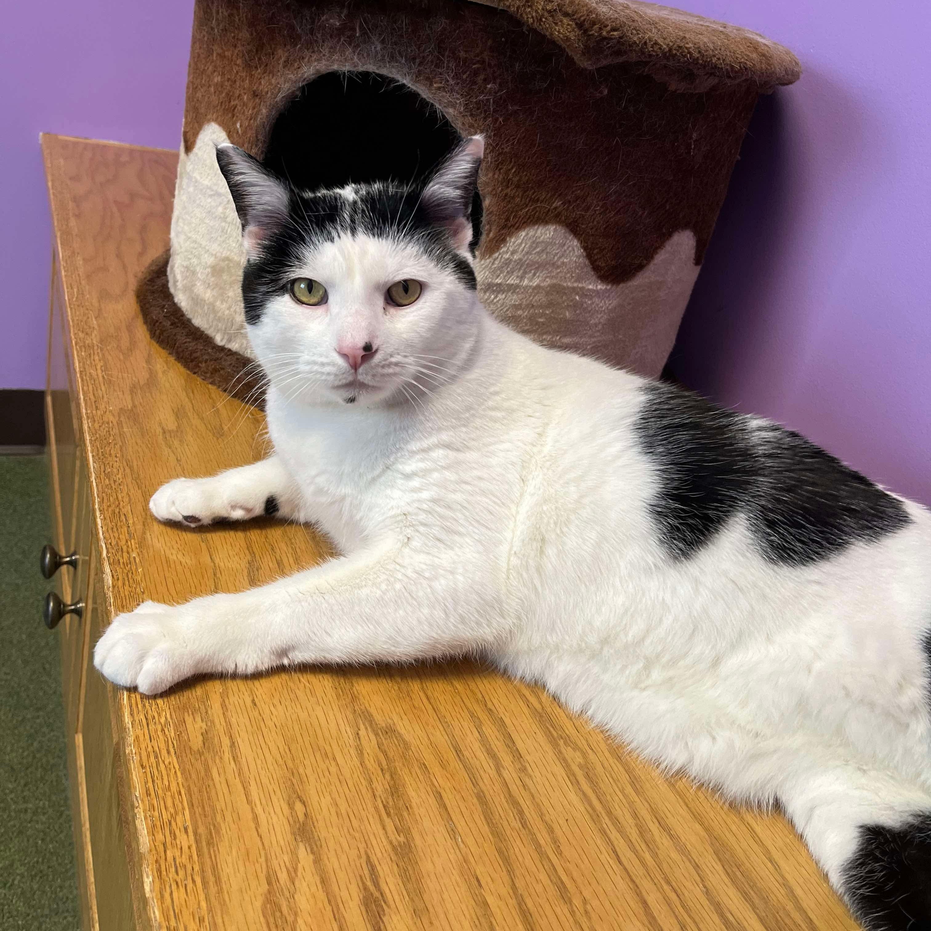 Mistletoe, a Adoptable Domestic Short Hair in Seneca, PA image 4/5