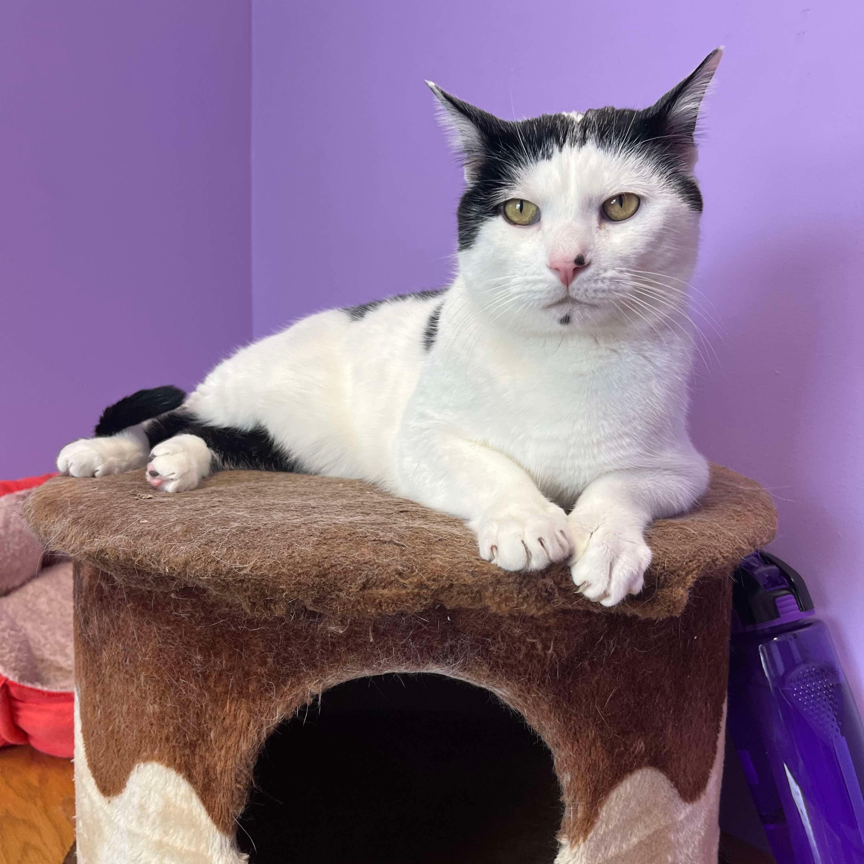 Mistletoe, Adoptable, Adult Male Domestic Short Hair.