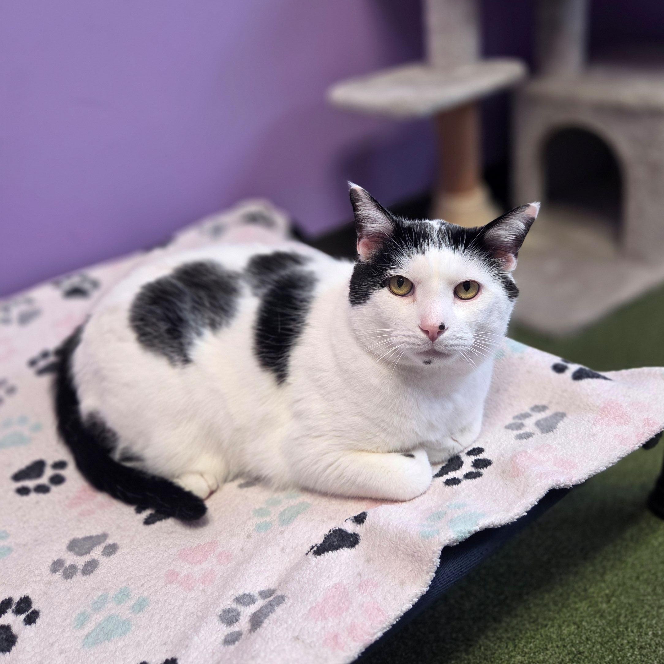 Mistletoe, Adoptable, Adult Male Domestic Short Hair.