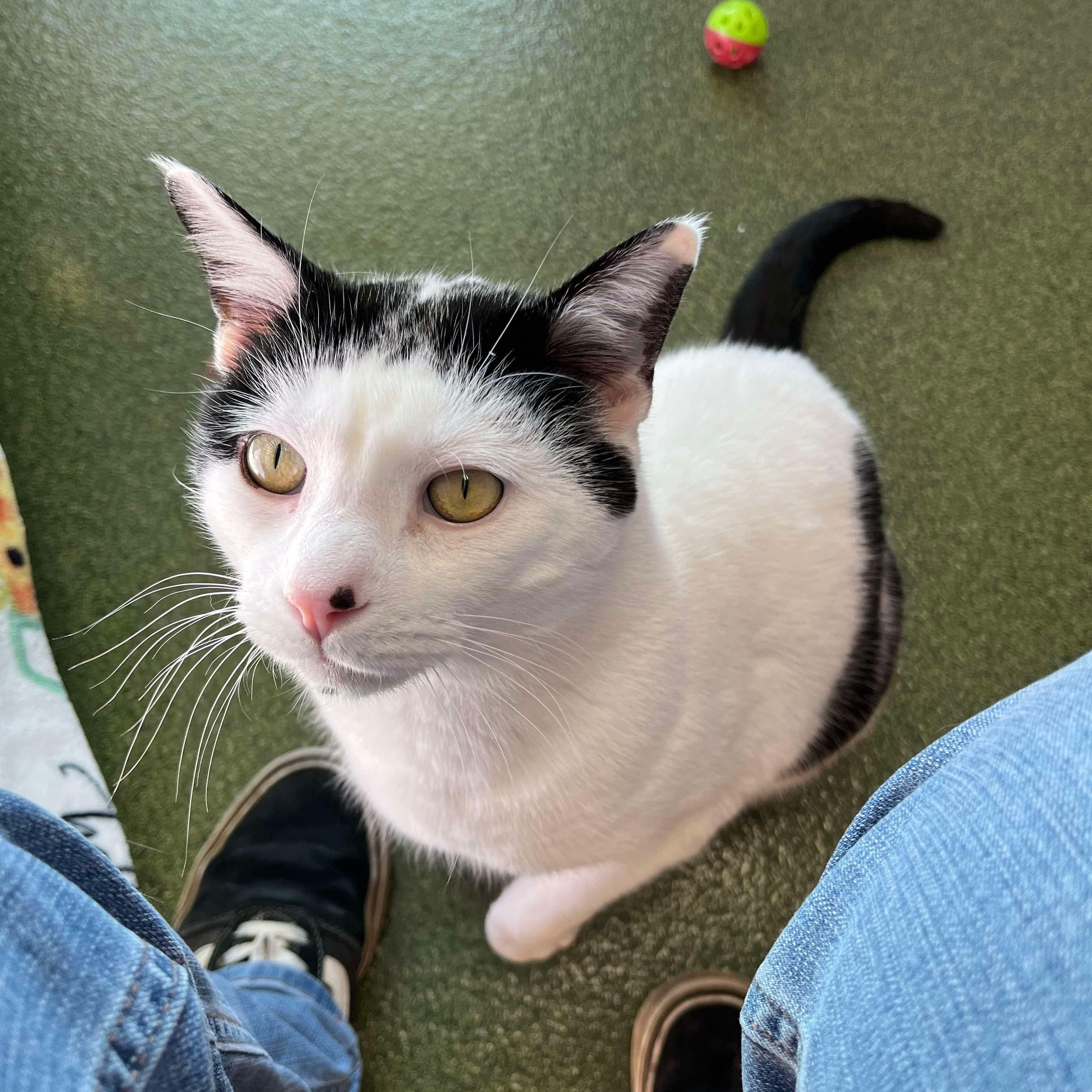 Mistletoe, a Adoptable Domestic Short Hair in Seneca, PA image 1/5