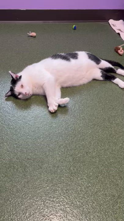 Enlarge Mistletoe, a Adoptable Domestic Short Hair in Seneca, PA video 2/5