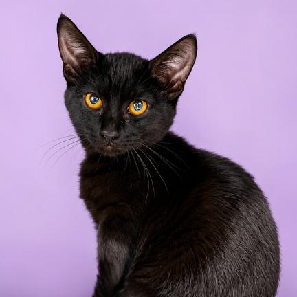 Enlarge Rihanna, a Adoptable Domestic Short Hair in Concord, NC image 1/2
