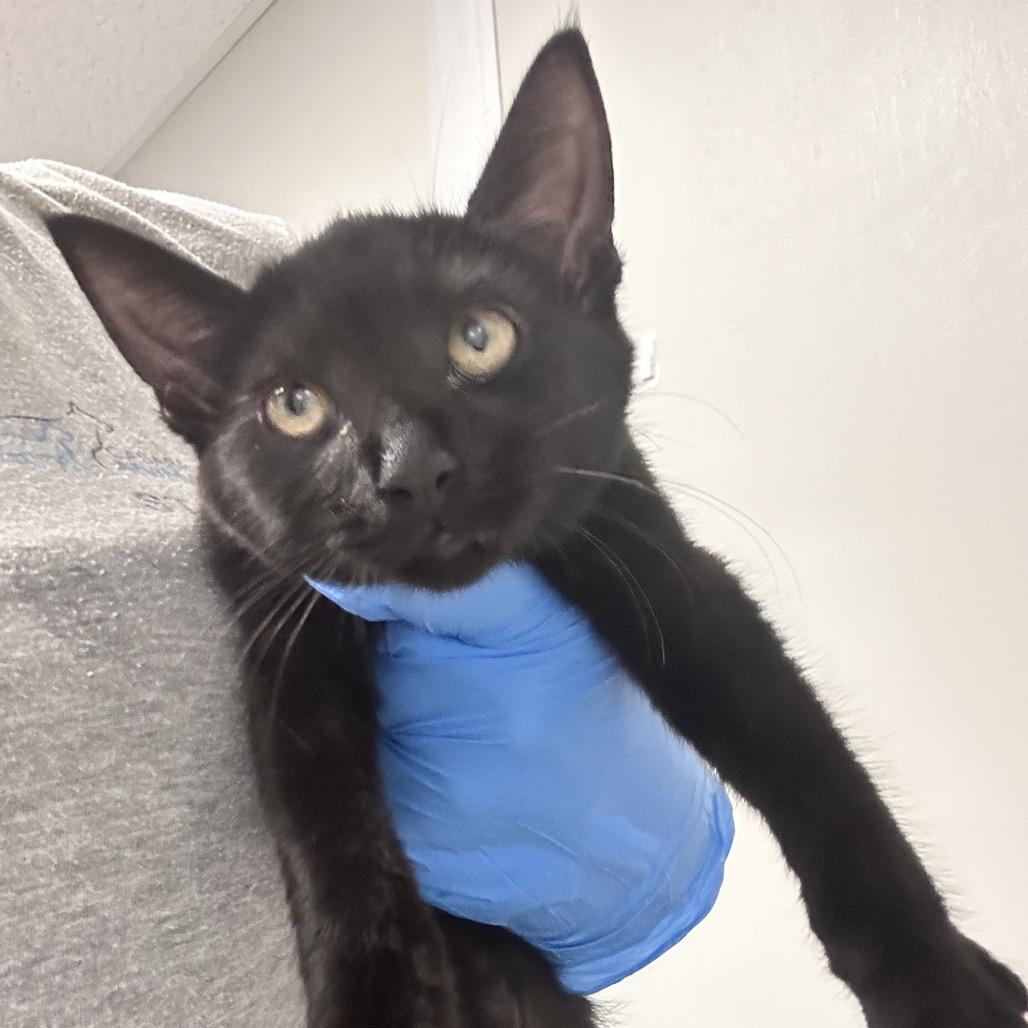 Enlarge Rihanna, a Adoptable Domestic Short Hair in Concord, NC image 2/2