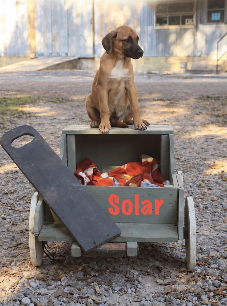 Enlarge Solar, a Adoptable Mixed Breed in Rock Hill, NY image 1/2