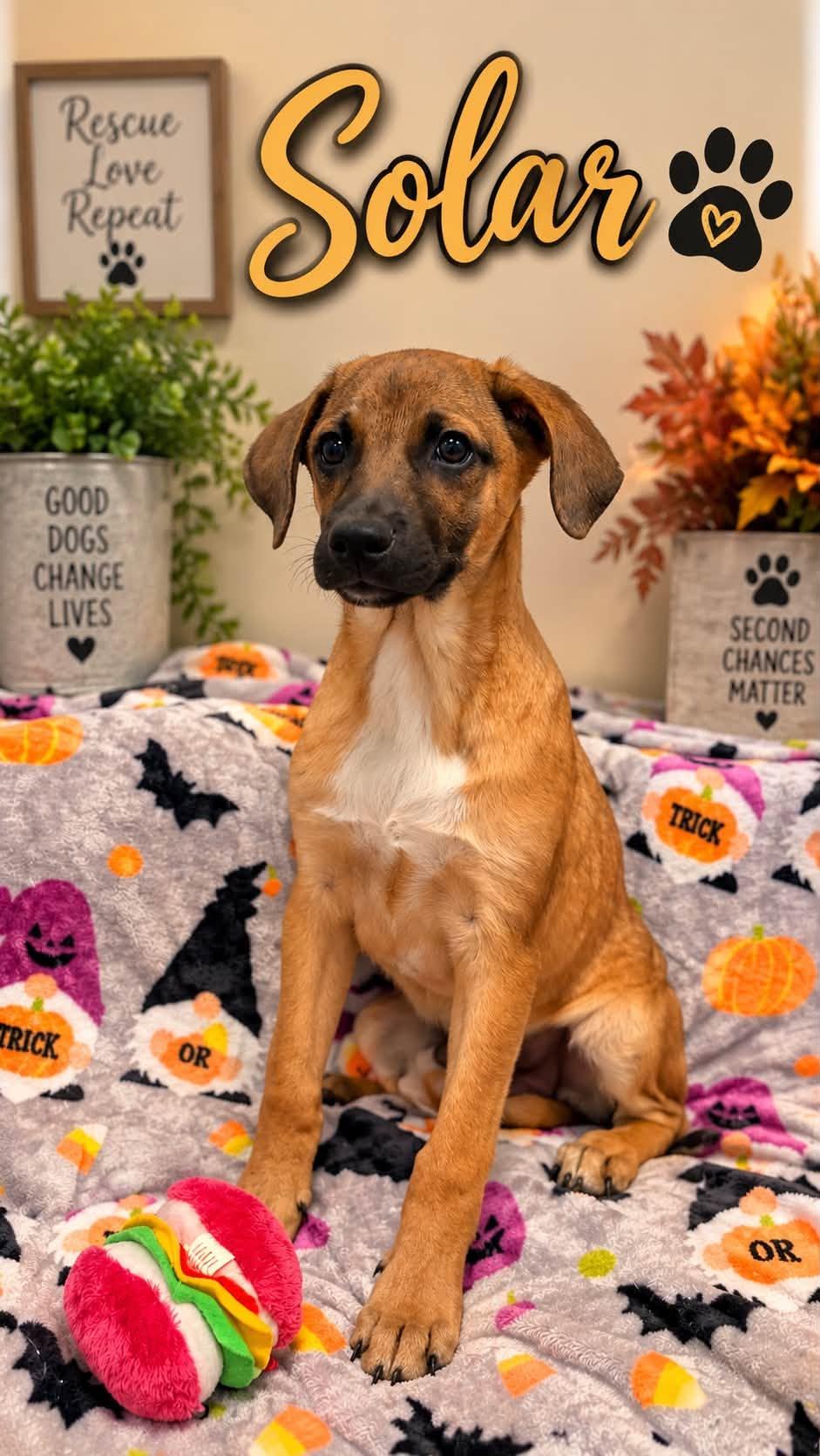 Enlarge Solar, a Adoptable Mixed Breed in Rock Hill, NY image 2/2