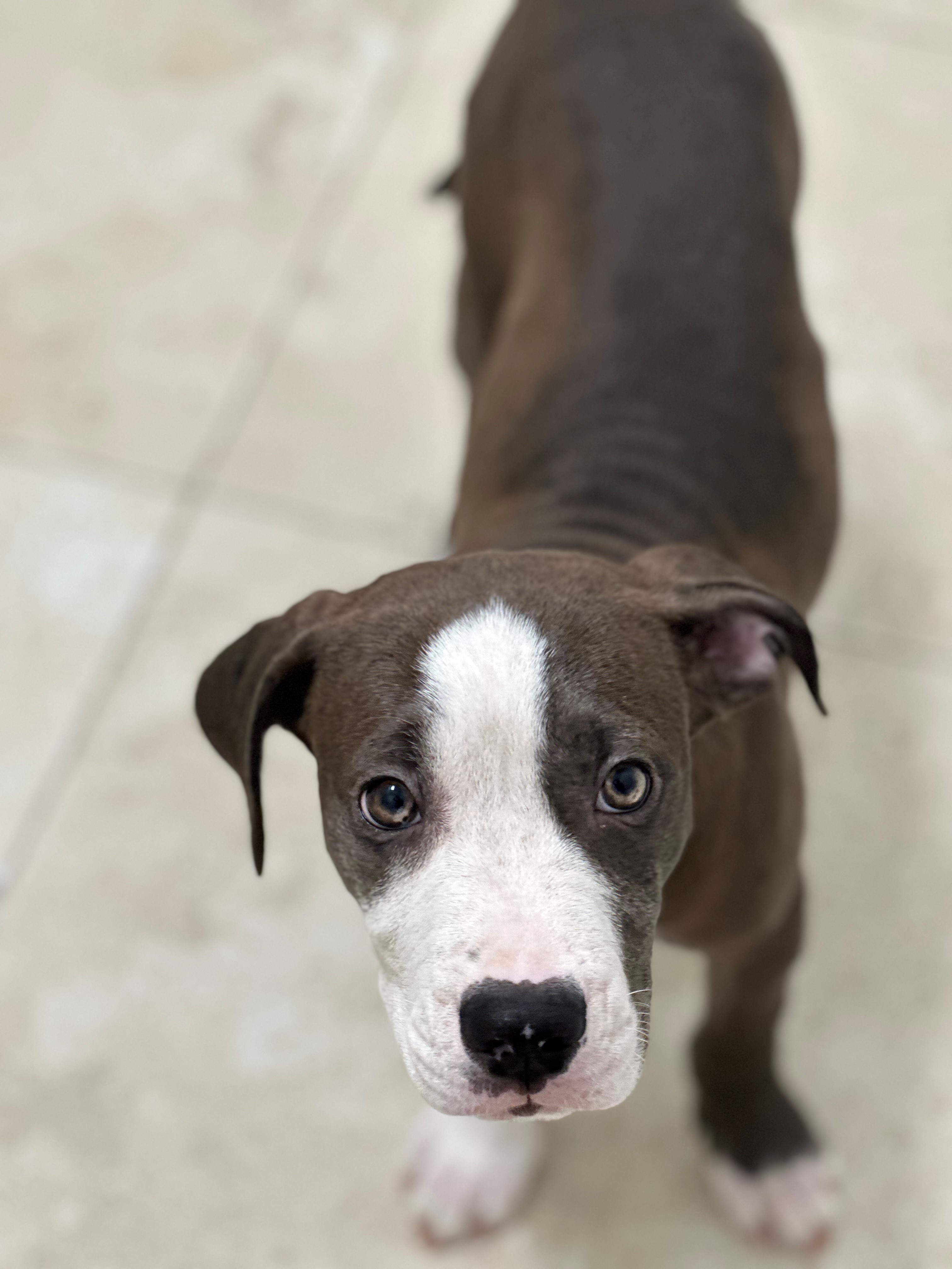 Dog for adoption Wonka, a Terrier in Hilton Head Island, SC Petfinder