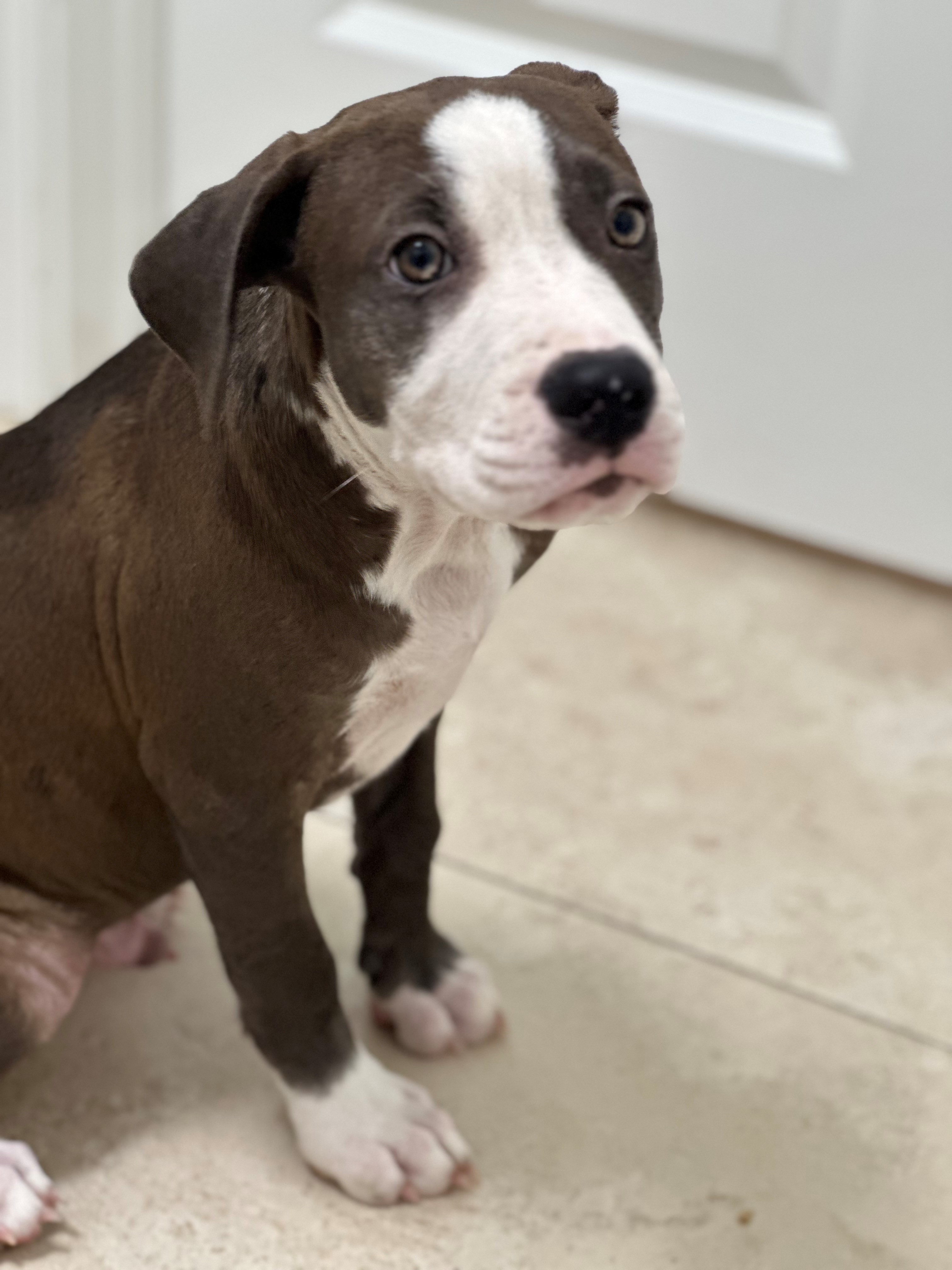 Dog for adoption Wonka, a Terrier in Hilton Head Island, SC Petfinder