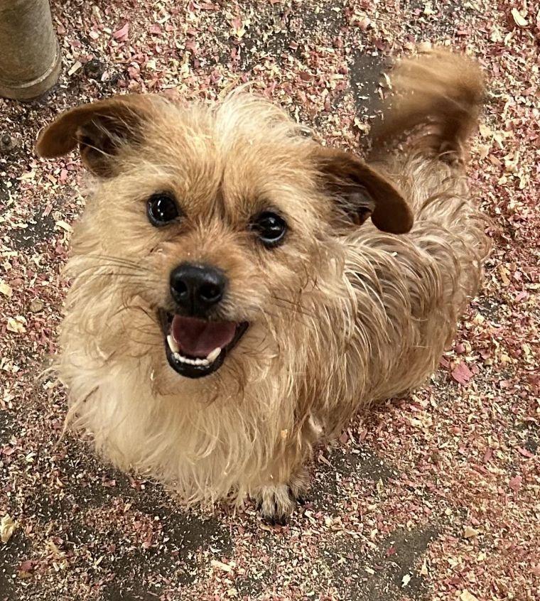 Benji, a Adoptable mixed breed in Baileyton, AL image 1/3