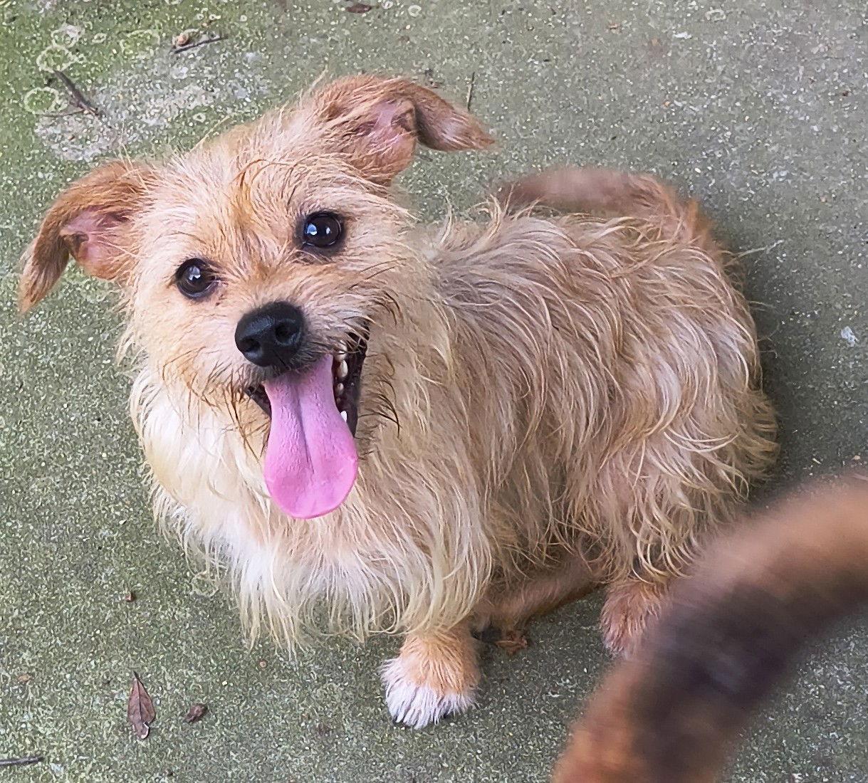 Benji, a Adoptable mixed breed in Baileyton, AL image 2/3