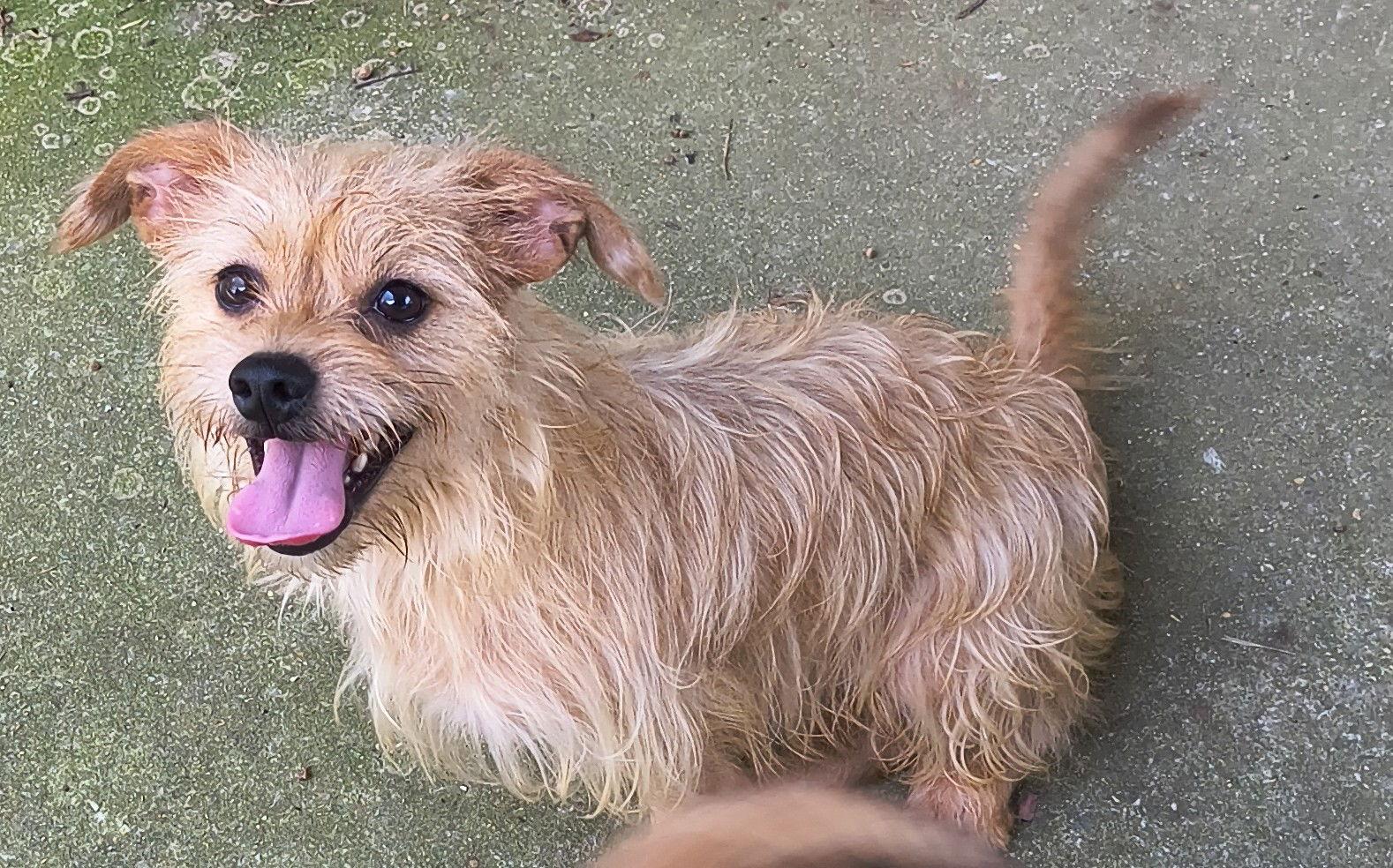 Benji, a Adoptable mixed breed in Baileyton, AL image 3/3