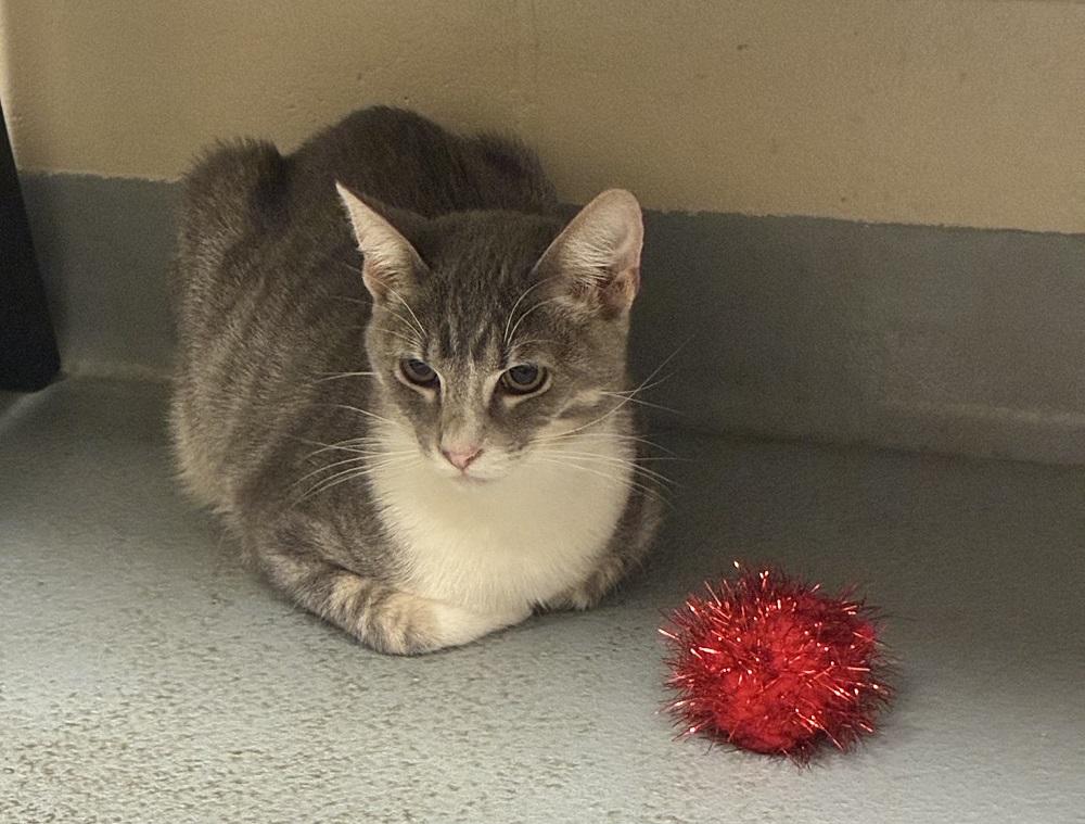 Furby, a ADOPTABLE Domestic Short Hair in Mason City, IA image 2/2