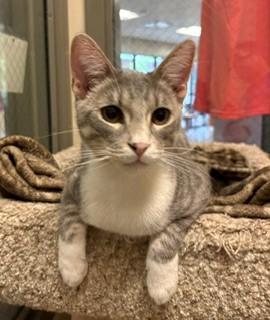 Furby, ADOPTABLE, Young Male Domestic Short Hair.