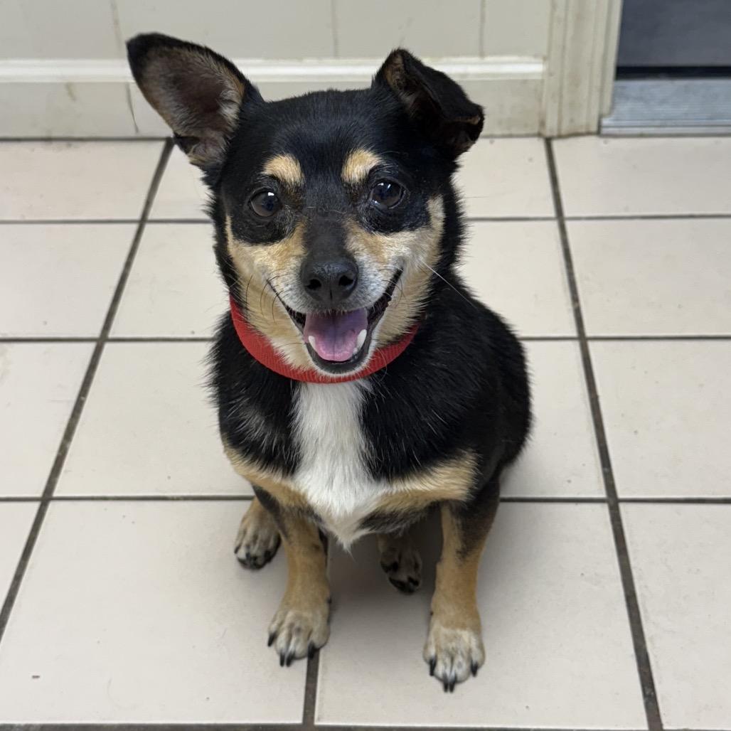 Brisket — thumbnail 2