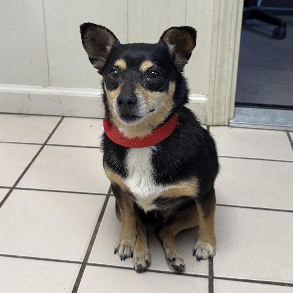 Brisket — thumbnail 3