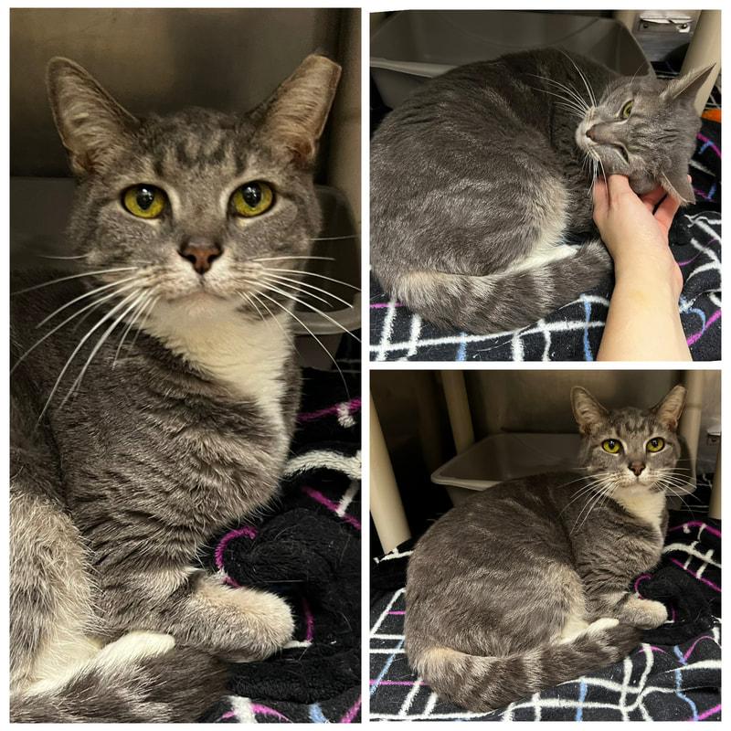 Mimi, ADOPTABLE, Senior Female Domestic Short Hair.
