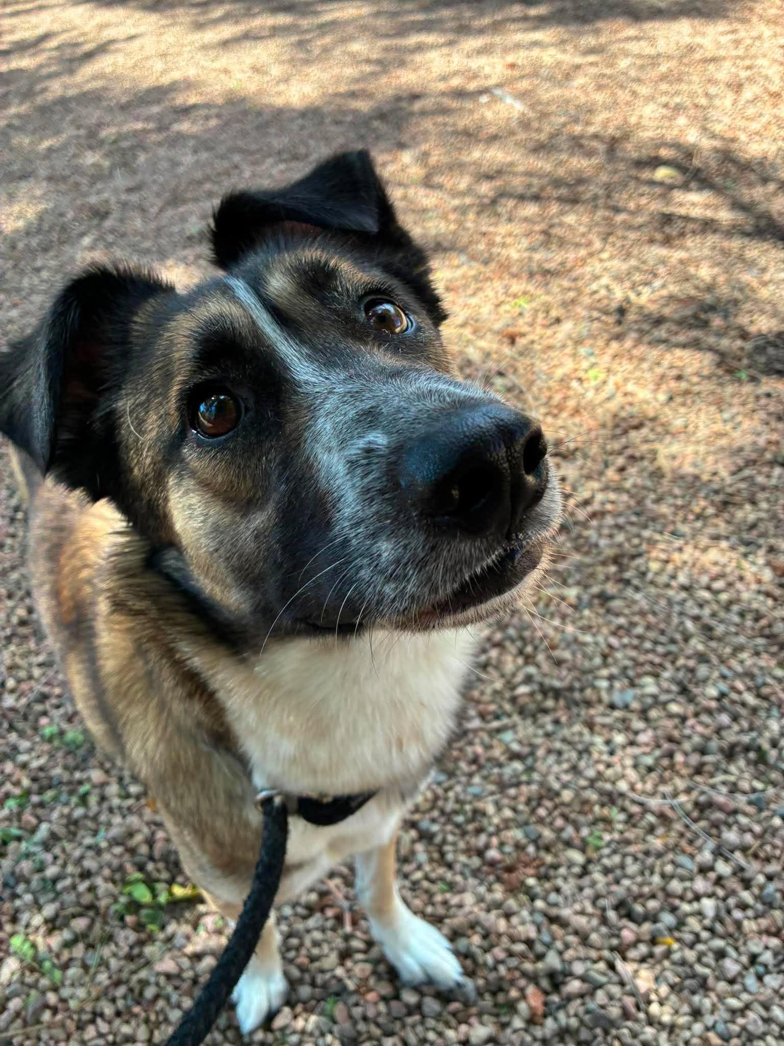 Enlarge Freya, a ADOPTABLE mixed breed in Canon City, CO image 2/2