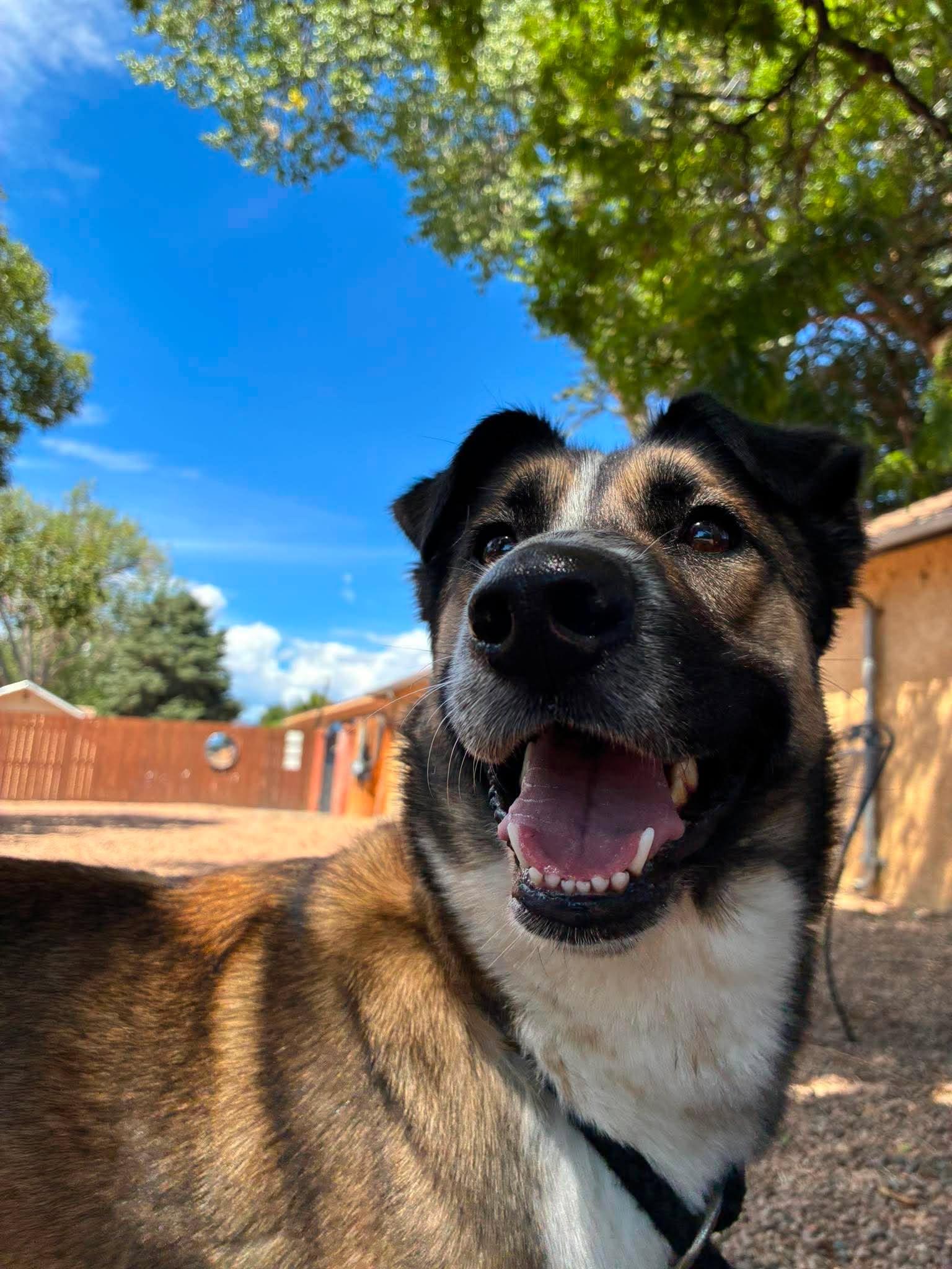 Freya, ADOPTABLE, Adult Female Shepherd.