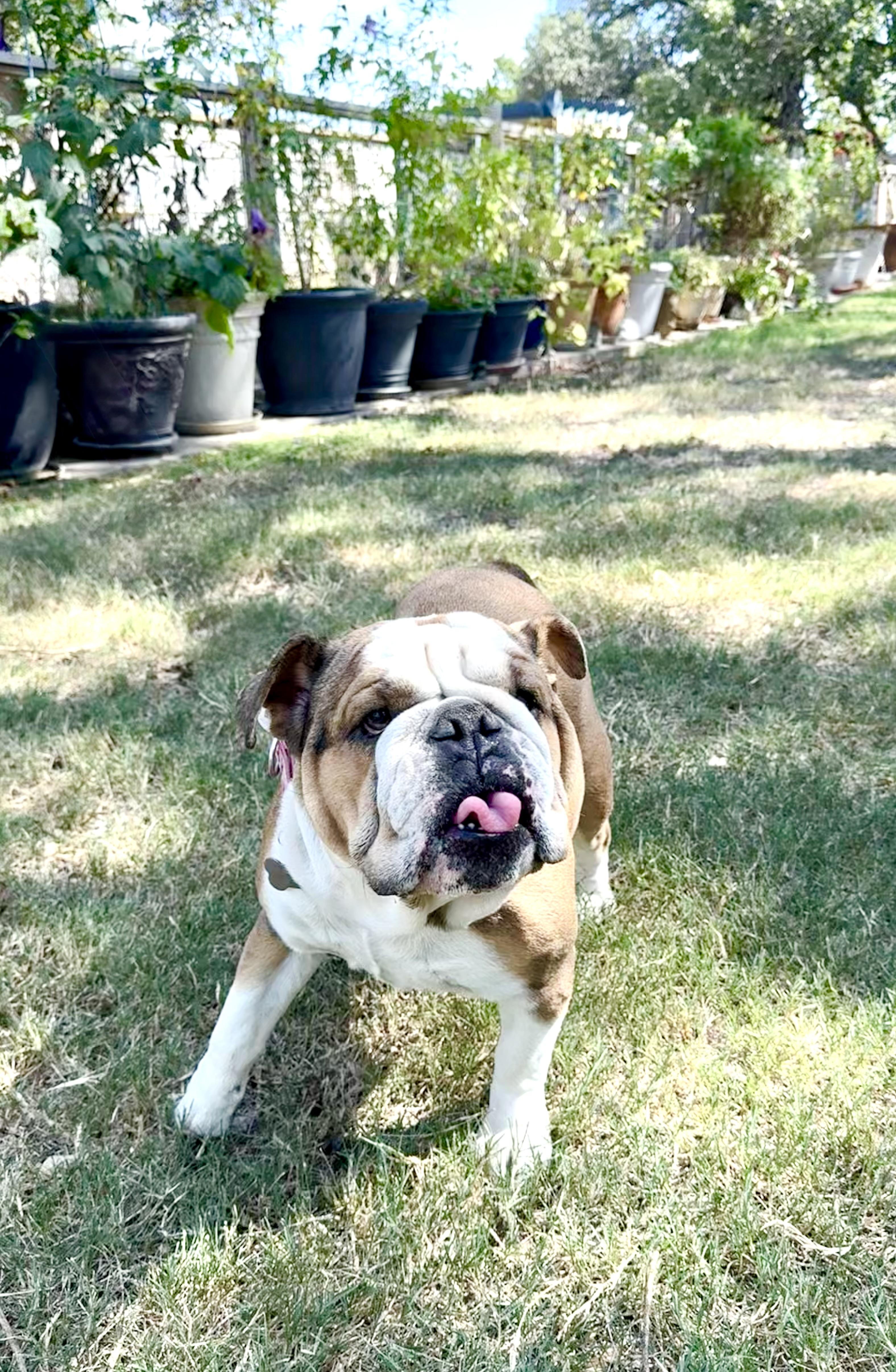 Wilhelmina is a wonderful Bulldog., Adoptable, Adult Female English Bulldog.