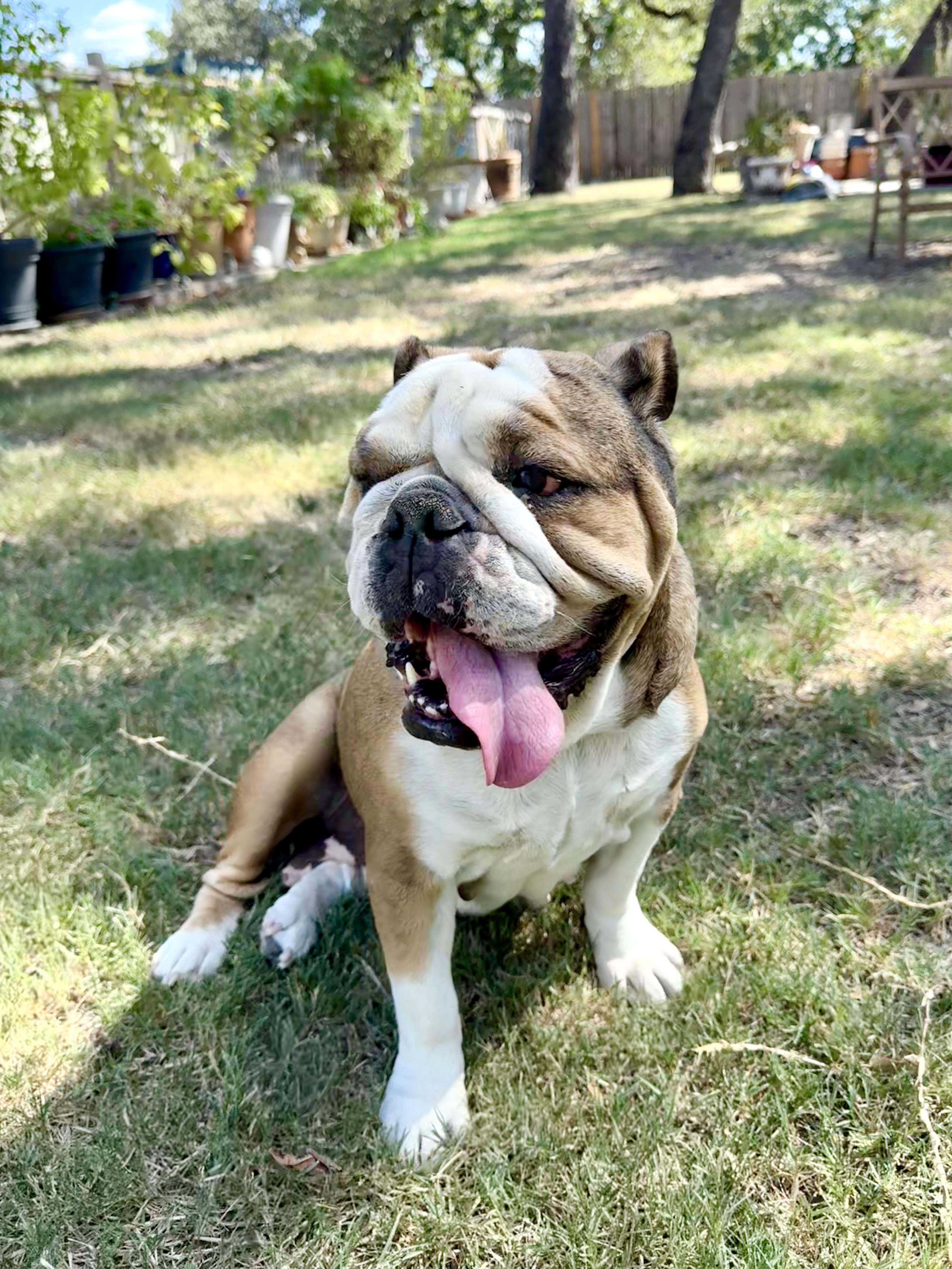 Enlarge Wilhelmina is a wonderful Bulldog., a Adoptable English Bulldog in Lockhart, TX image 3/5