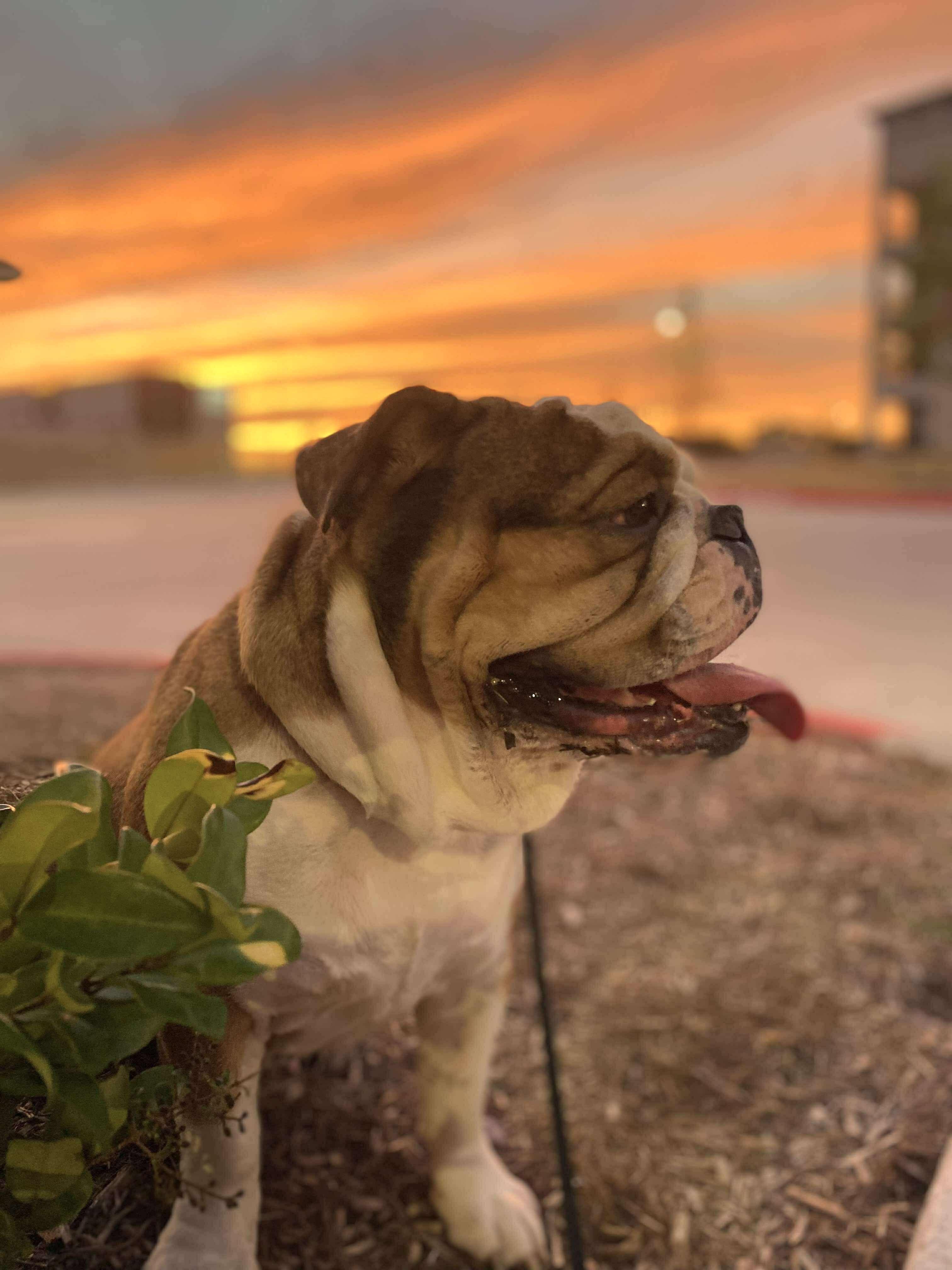 Enlarge Wilhelmina is a wonderful Bulldog., a Adoptable English Bulldog in Lockhart, TX image 2/5