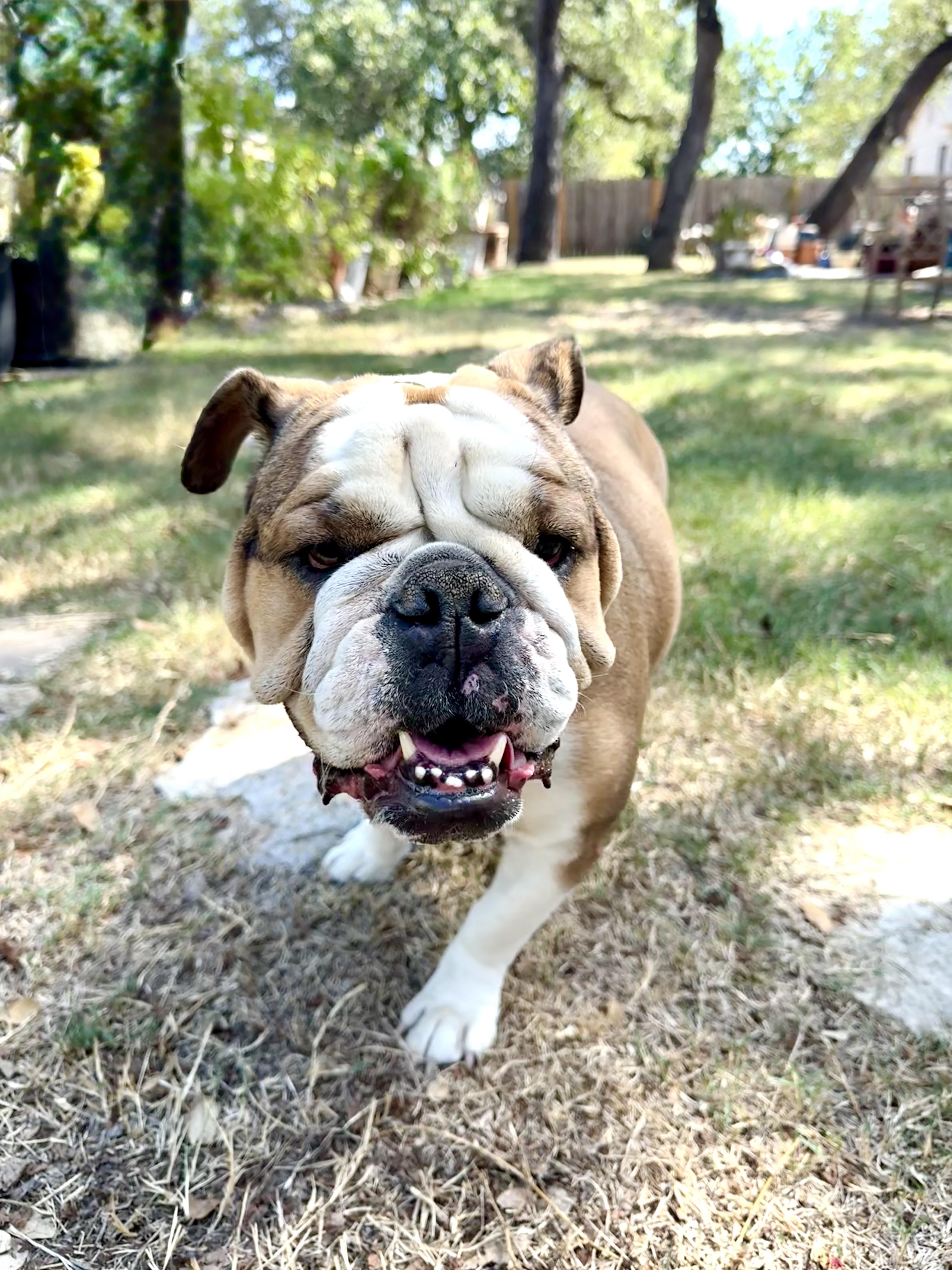 Enlarge Wilhelmina is a wonderful Bulldog., a Adoptable English Bulldog in Lockhart, TX image 5/5