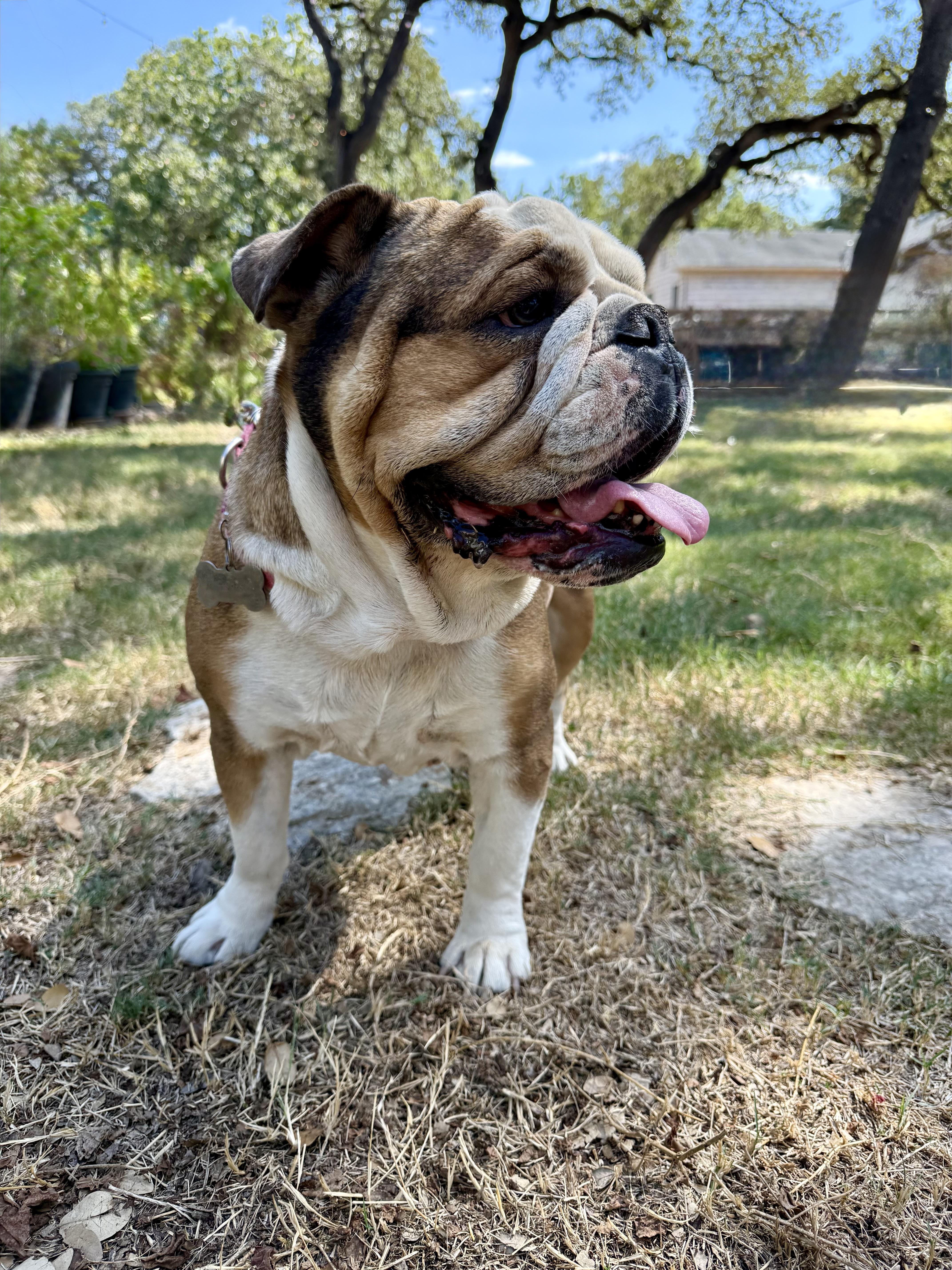 Enlarge Wilhelmina is a wonderful Bulldog., a Adoptable English Bulldog in Lockhart, TX image 4/5