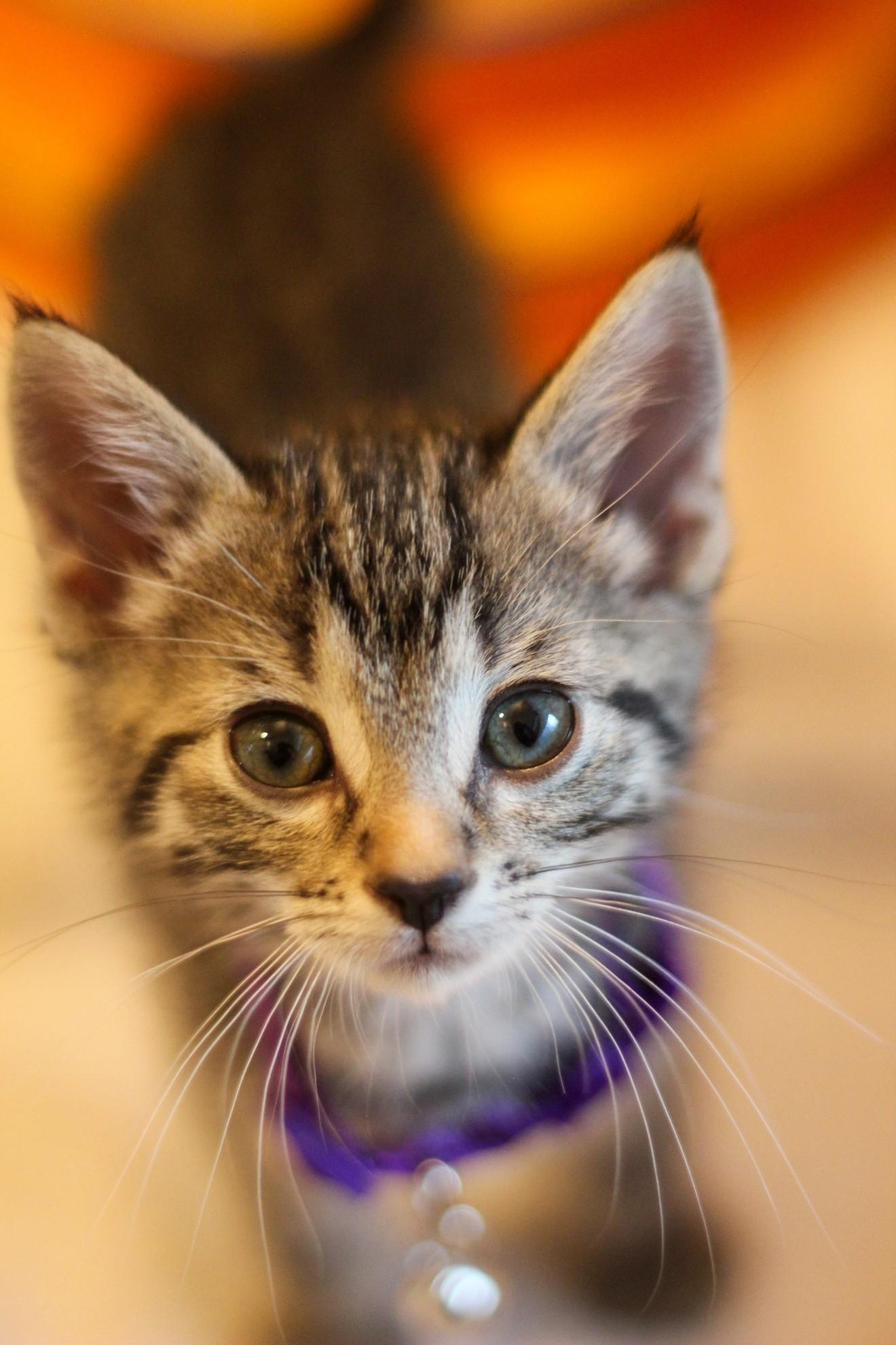 Dolly, adopted, Kitten Female Domestic Short Hair.