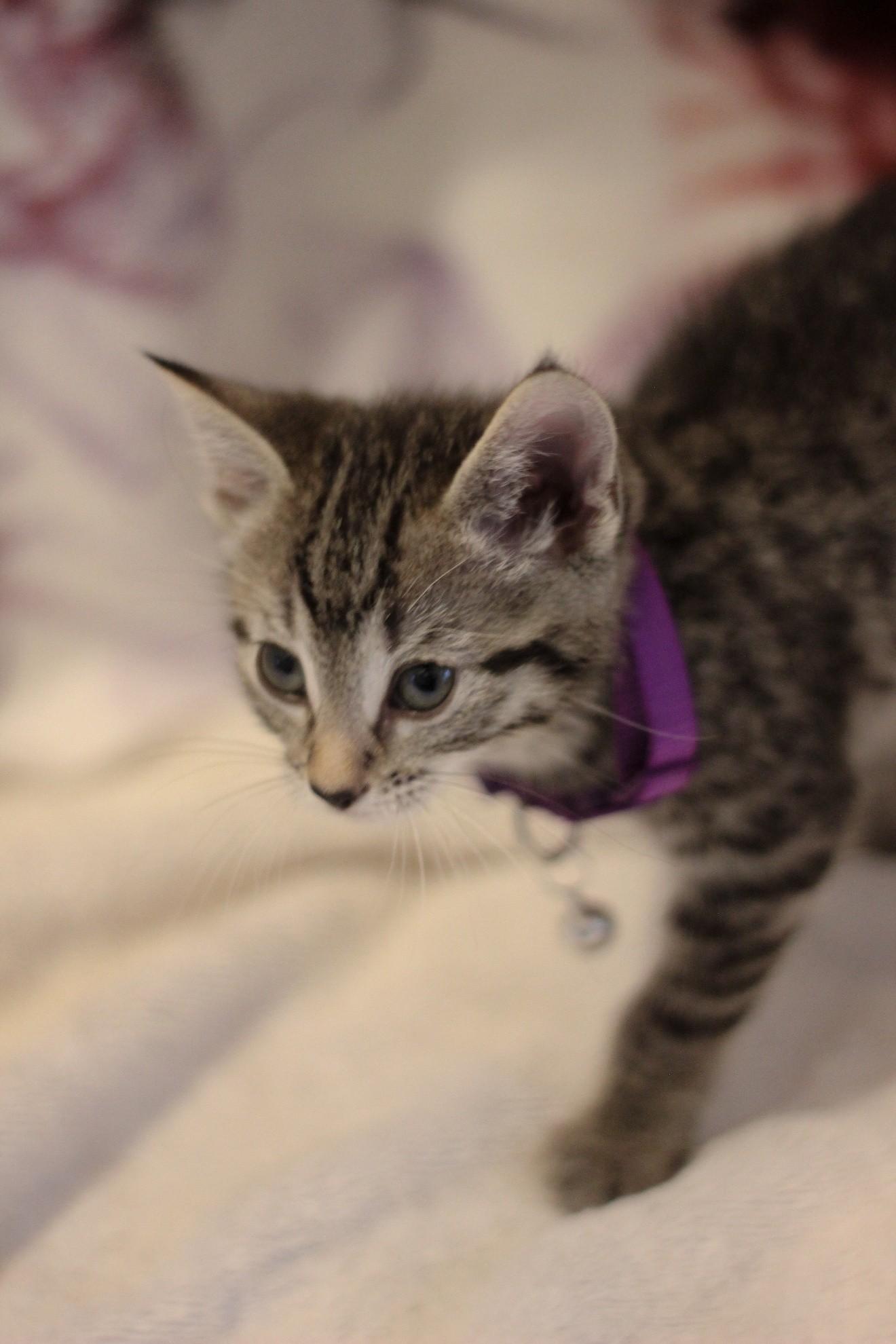 Enlarge Dolly, an adopted Domestic Short Hair in West Bloomfield, MI image 2/2