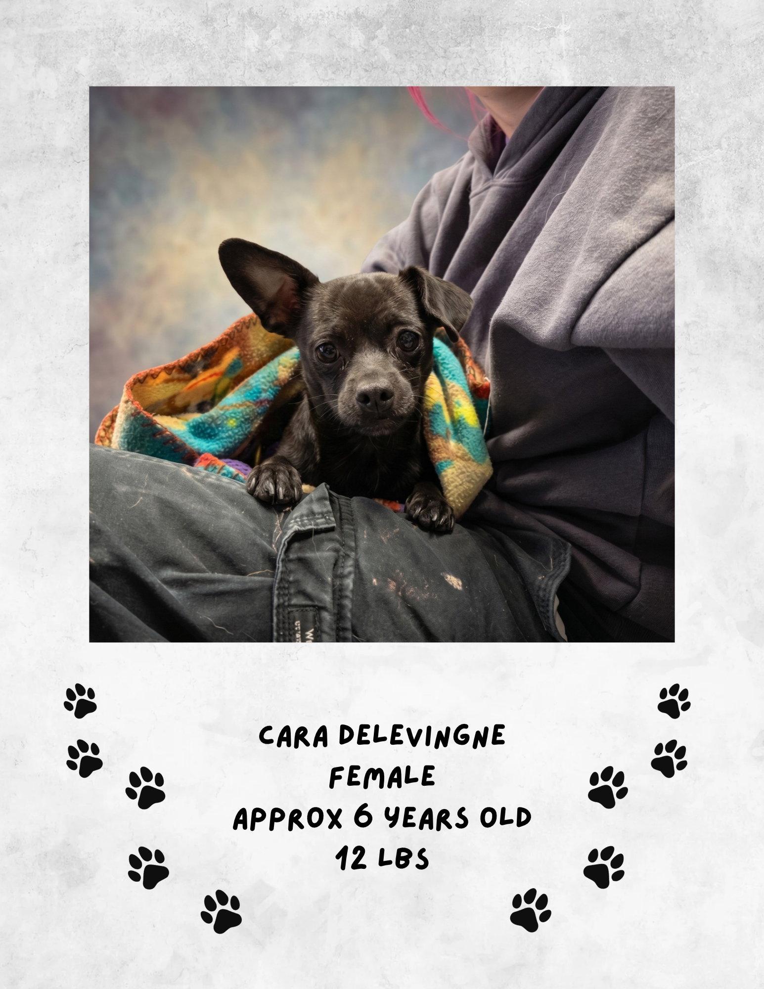 Enlarge Cara Delevigne, a Adoptable Chihuahua in Las Vegas, NM image 1/1