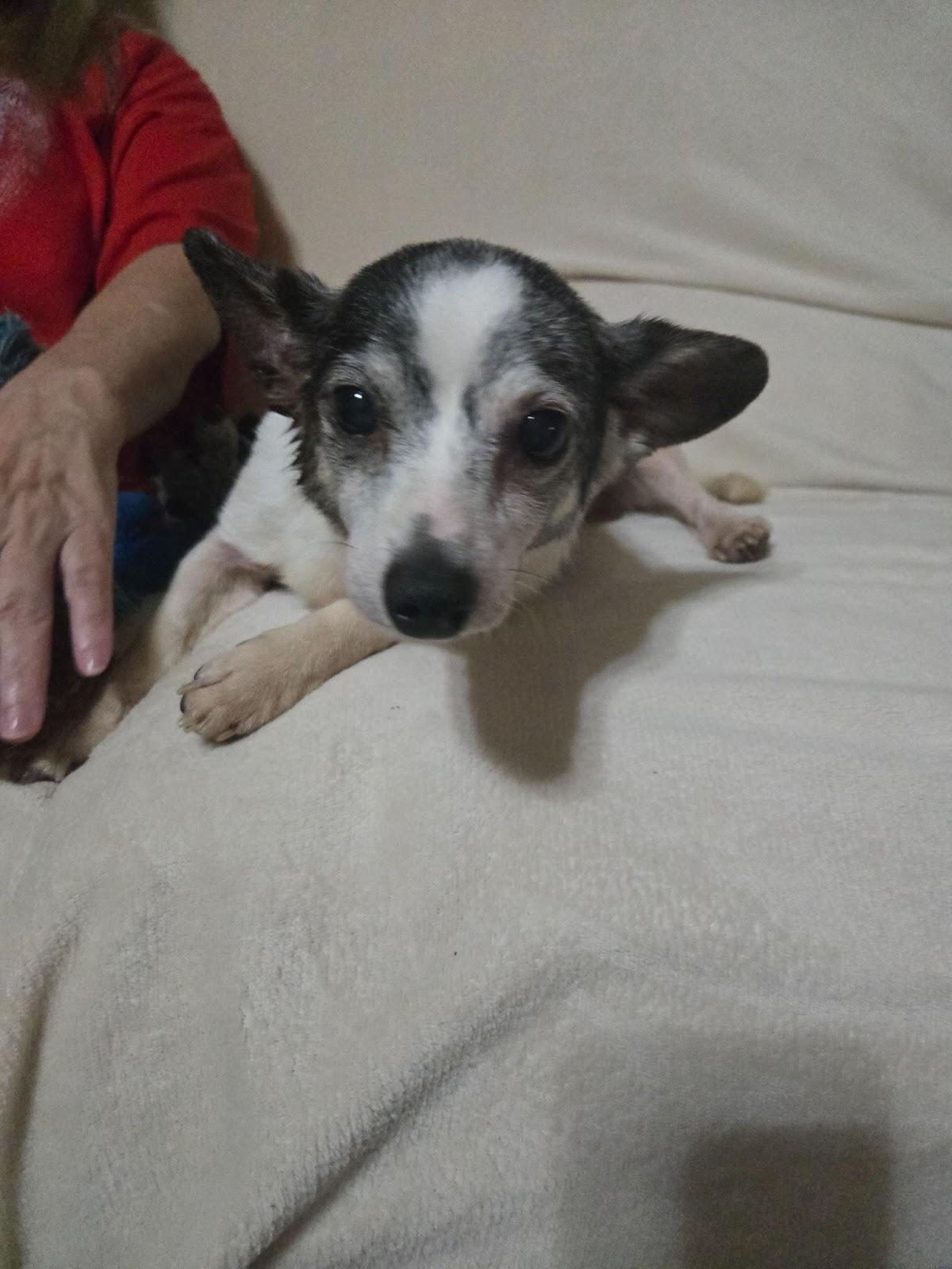 Enlarge Dodge, a Adoptable mixed breed in Sweetwater, TN image 1/1