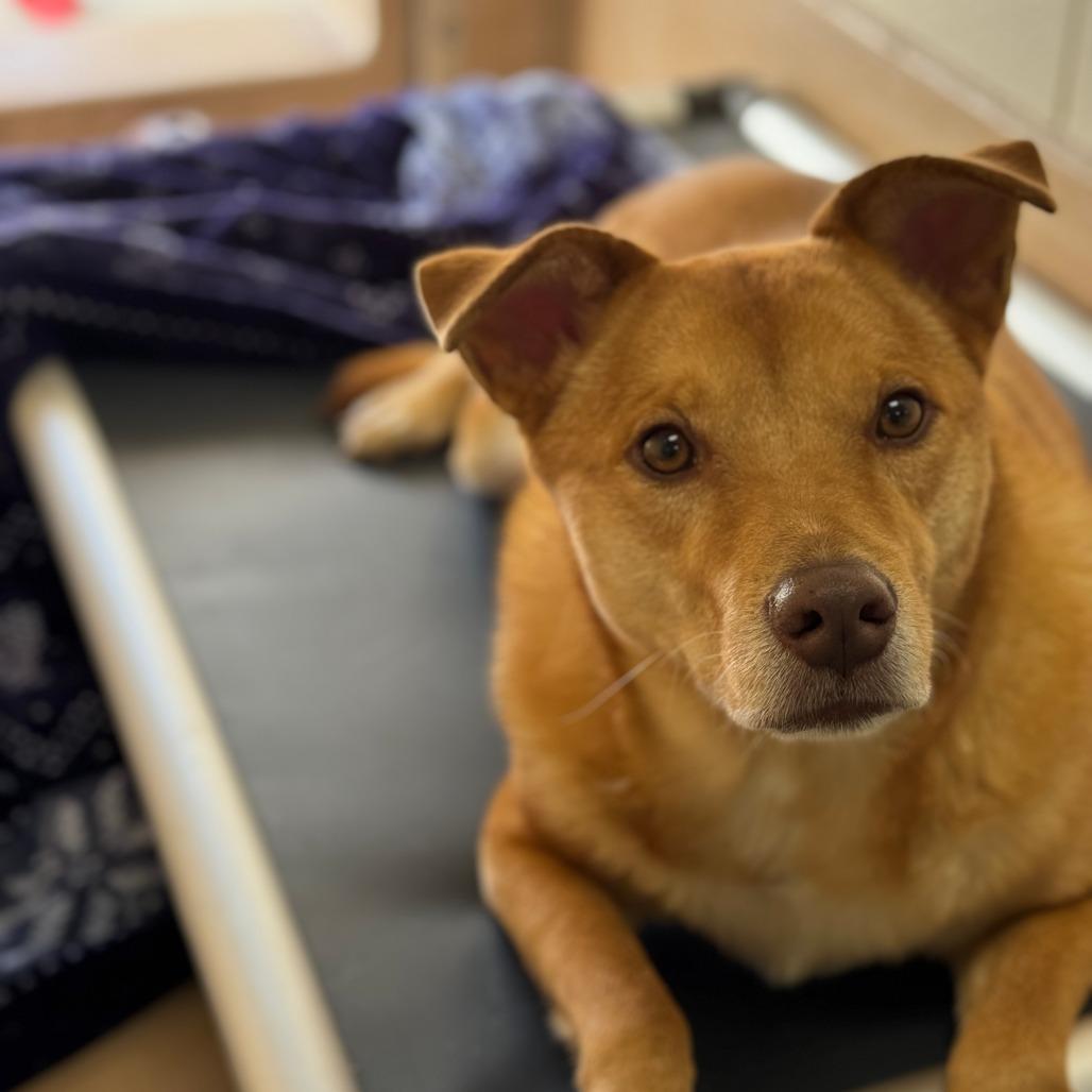 Rush, Adoptable, Adult Male Carolina Dog & Labrador Retriever.