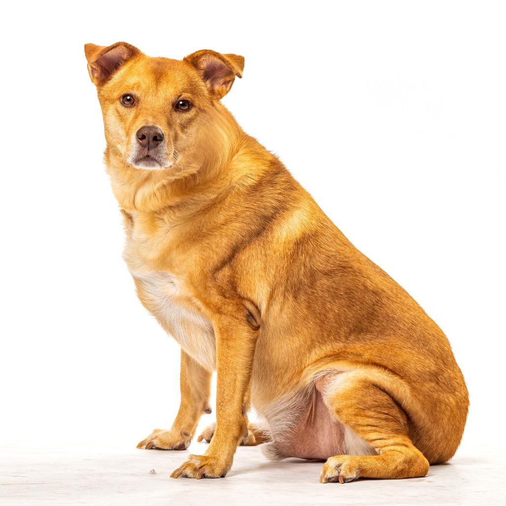 Enlarge Rush, a Adoptable mixed breed in Reno, NV image 2/5