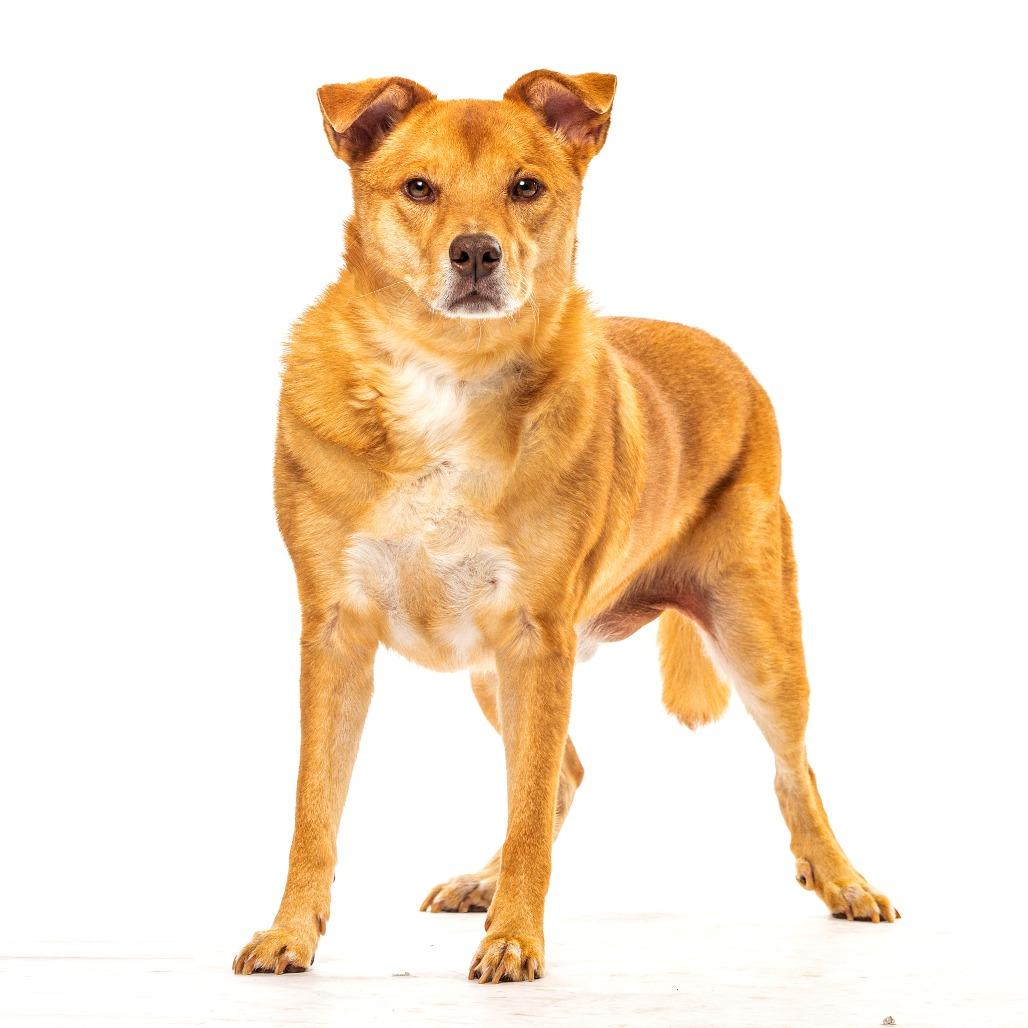 Enlarge Rush, a Adoptable mixed breed in Reno, NV image 3/5
