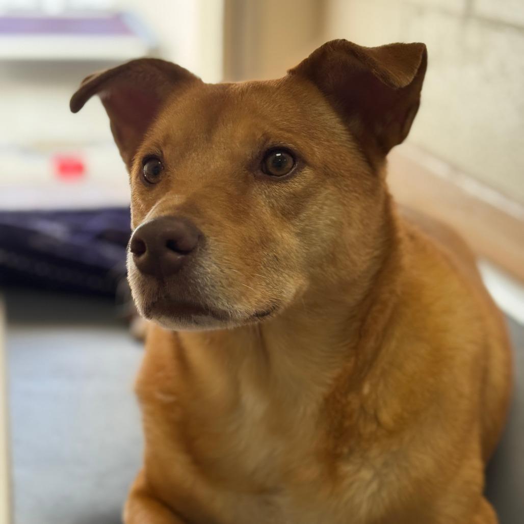 Enlarge Rush, a Adoptable mixed breed in Reno, NV image 4/5