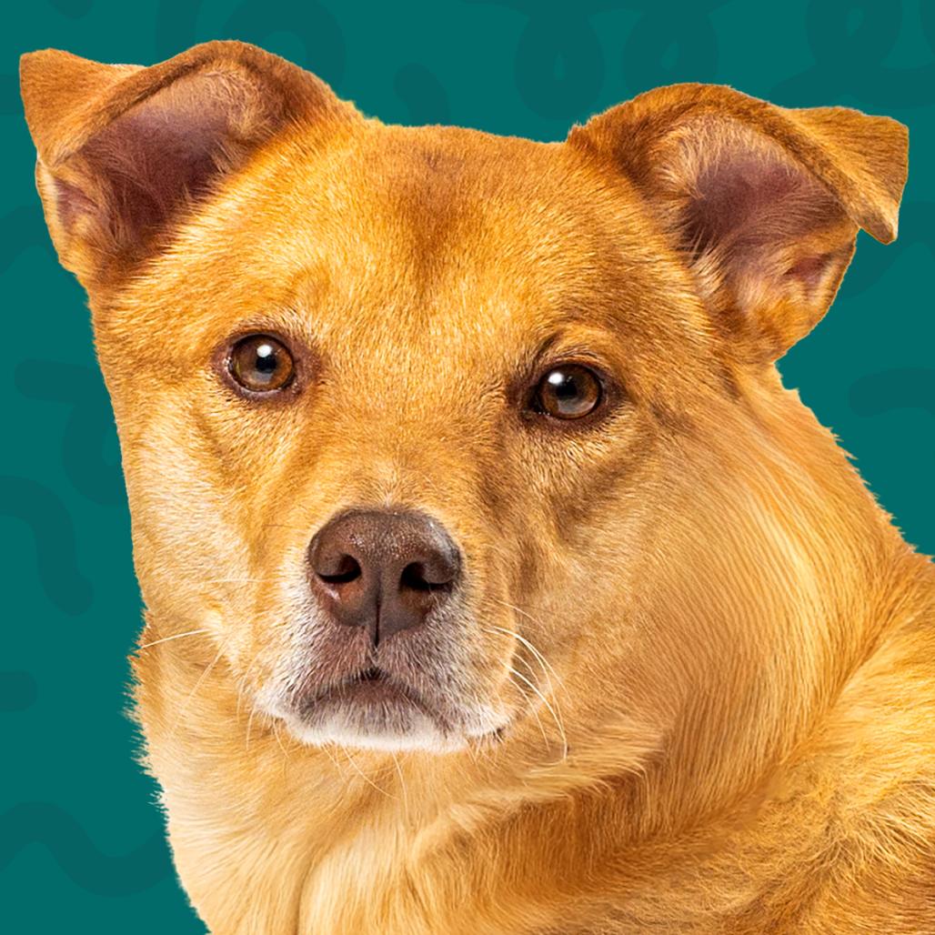 Enlarge Rush, a Adoptable mixed breed in Reno, NV image 5/5