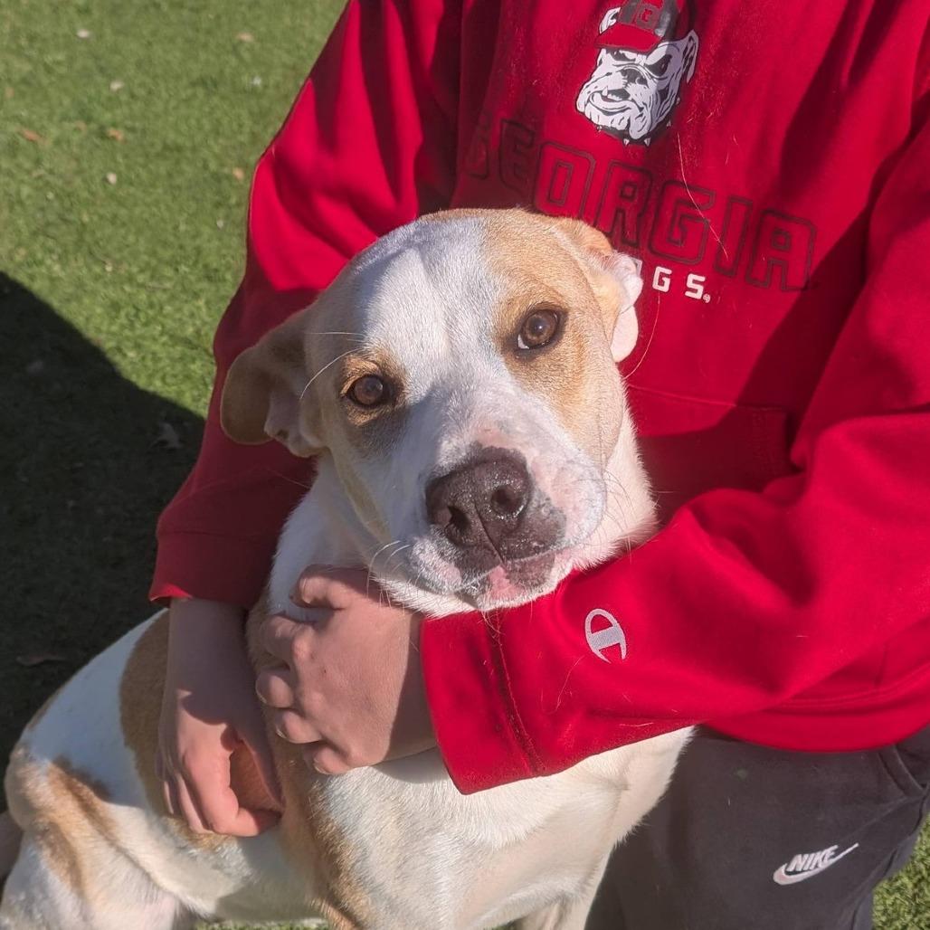 Sugar, a Adoptable mixed breed in Gainesville, GA image 1/6