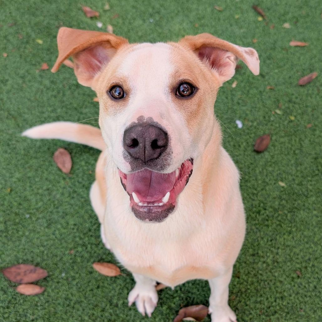 Sugar, a Adoptable mixed breed in Gainesville, GA image 4/6
