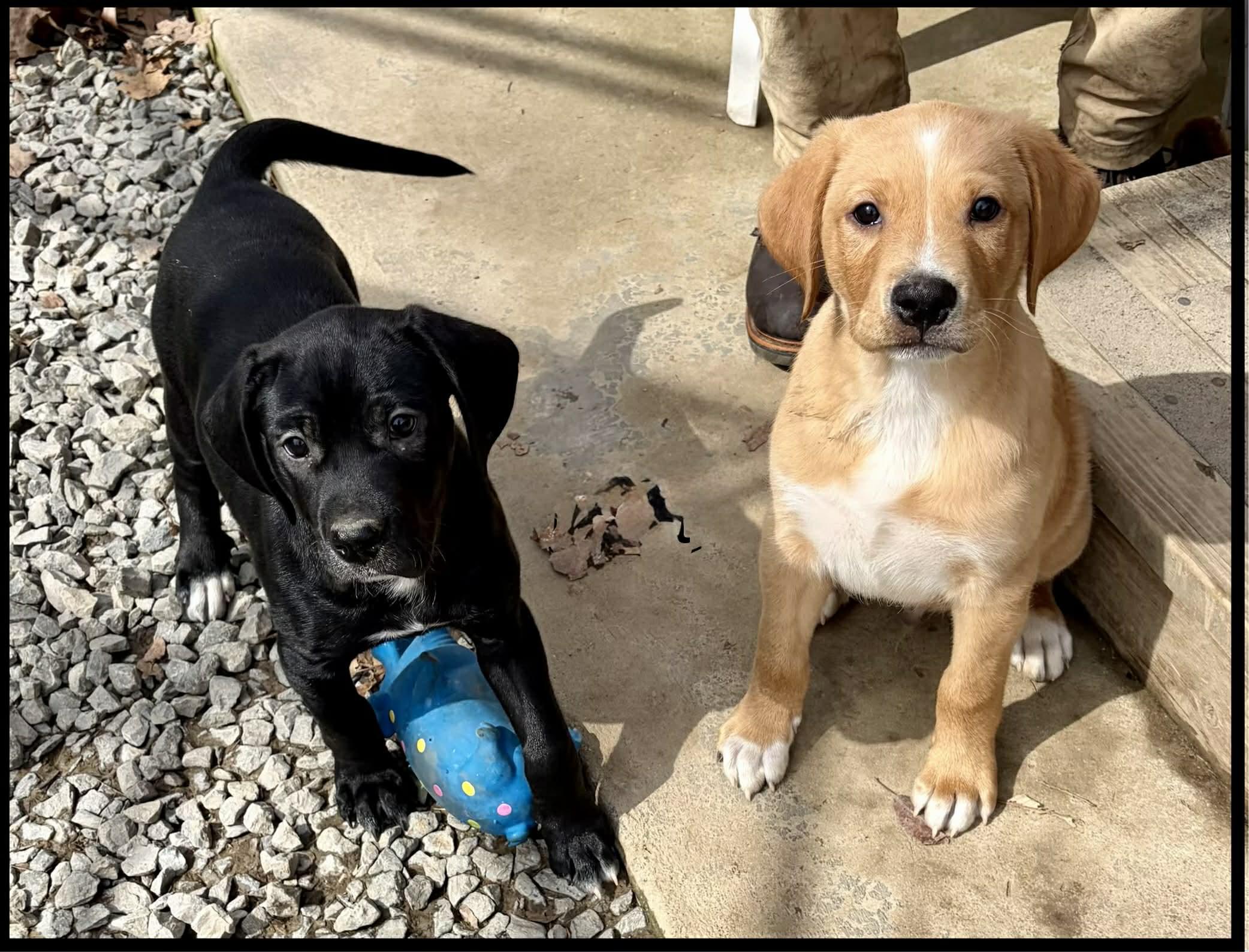 Enlarge Nick, an adopted mixed breed in Shippenville, PA image 4/5