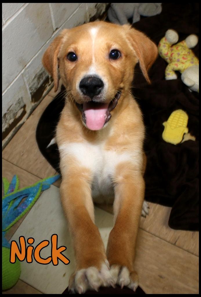 Enlarge Nick, an adopted mixed breed in Shippenville, PA image 5/5