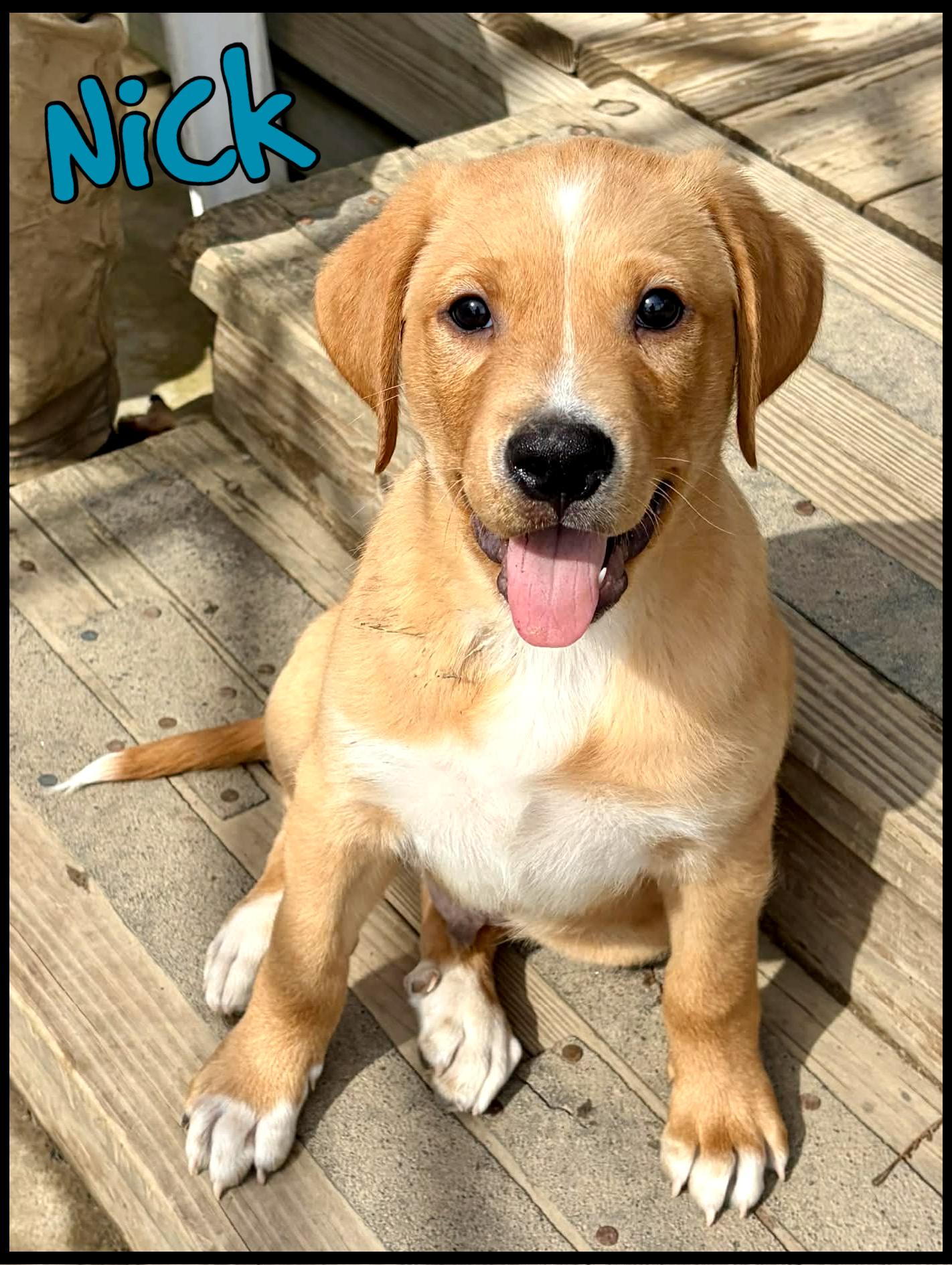 Enlarge Nick, an adopted mixed breed in Shippenville, PA image 2/5